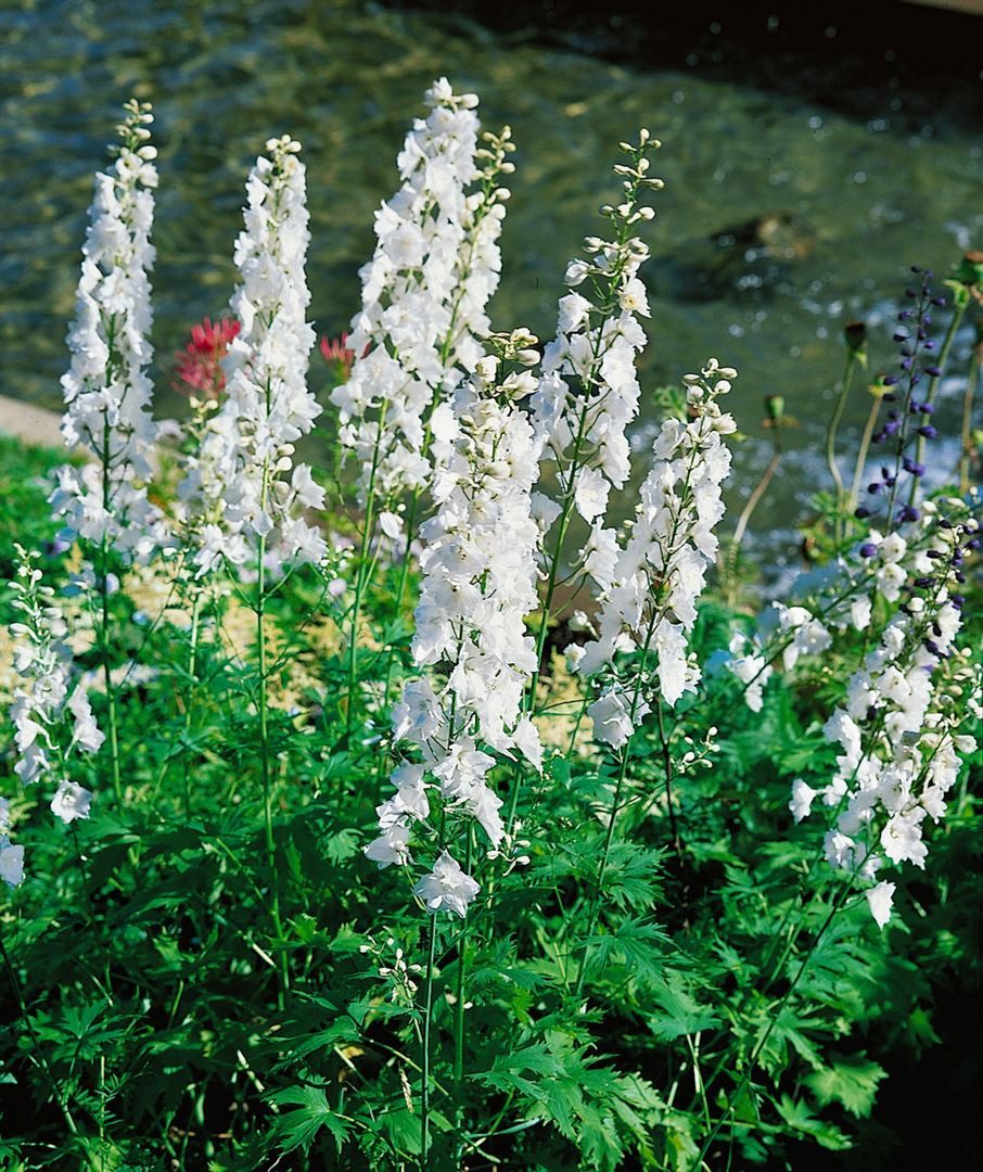 Pflanzen für Dich Staude Delphinium Pacific Galahad, 1 St., Rittersporn