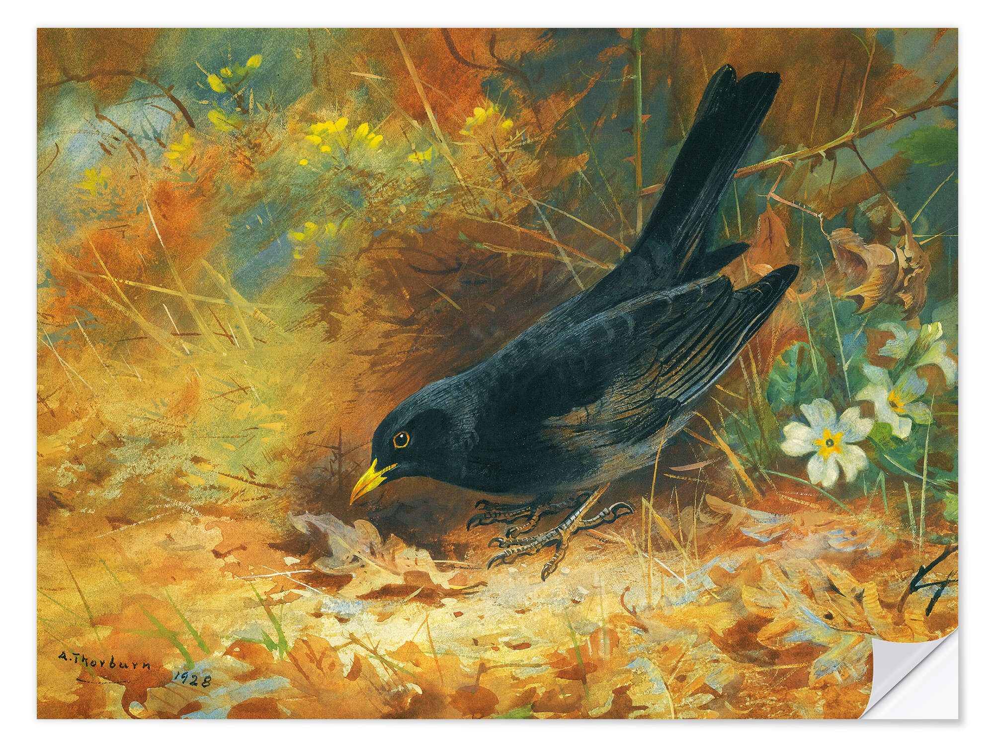 Wandfolie Archibald Thorburn