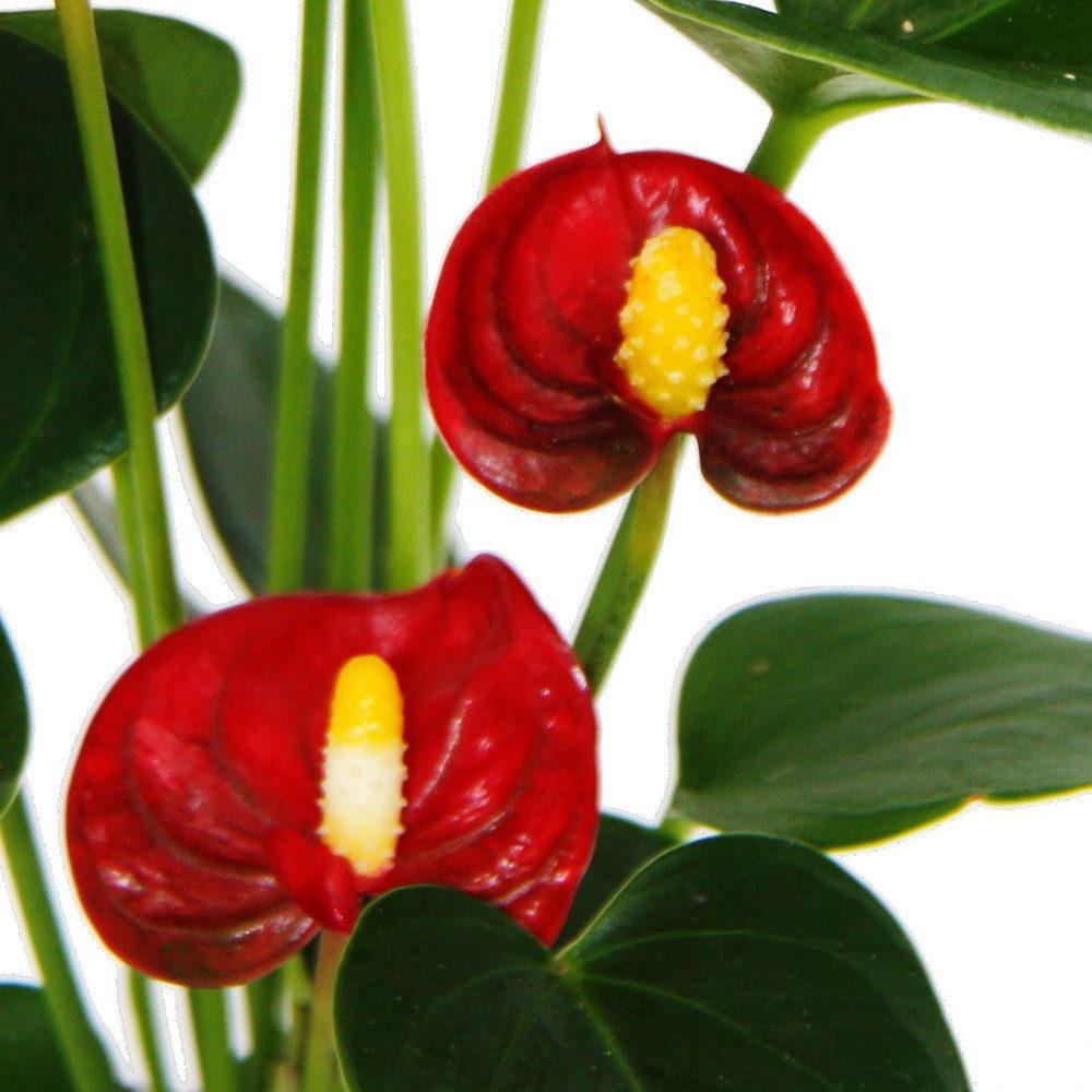 Exotenherz Zimmerpflanze Kleine Flamingoblume Anthurium andreanum Baby-Anth günstig online kaufen