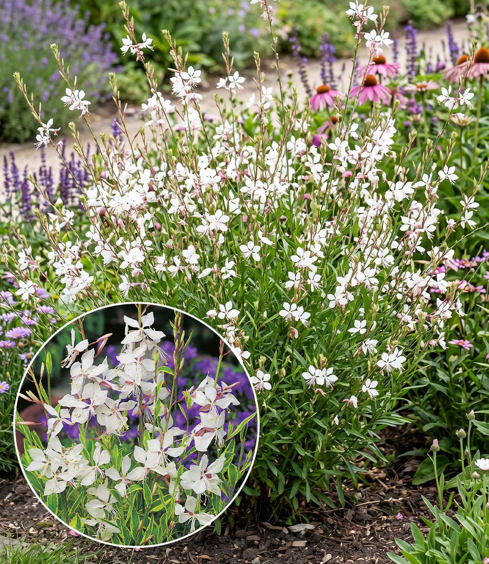 BALDUR Garten Staude Prachtkerze - Gaura 'Weiß', 2 St., Schmetterlings-blüten, winterhart, pflegeleicht