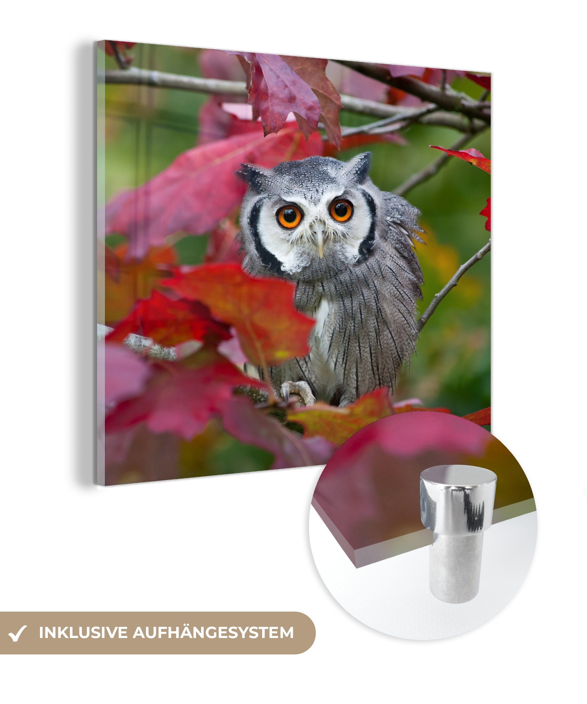 MuchoWow Acrylglasbild Eule - Vogel - Laub - Herbst, (1 St), Glasbilder - Bilder auf Glas Wandbild - Foto auf Glas - Wanddekoration