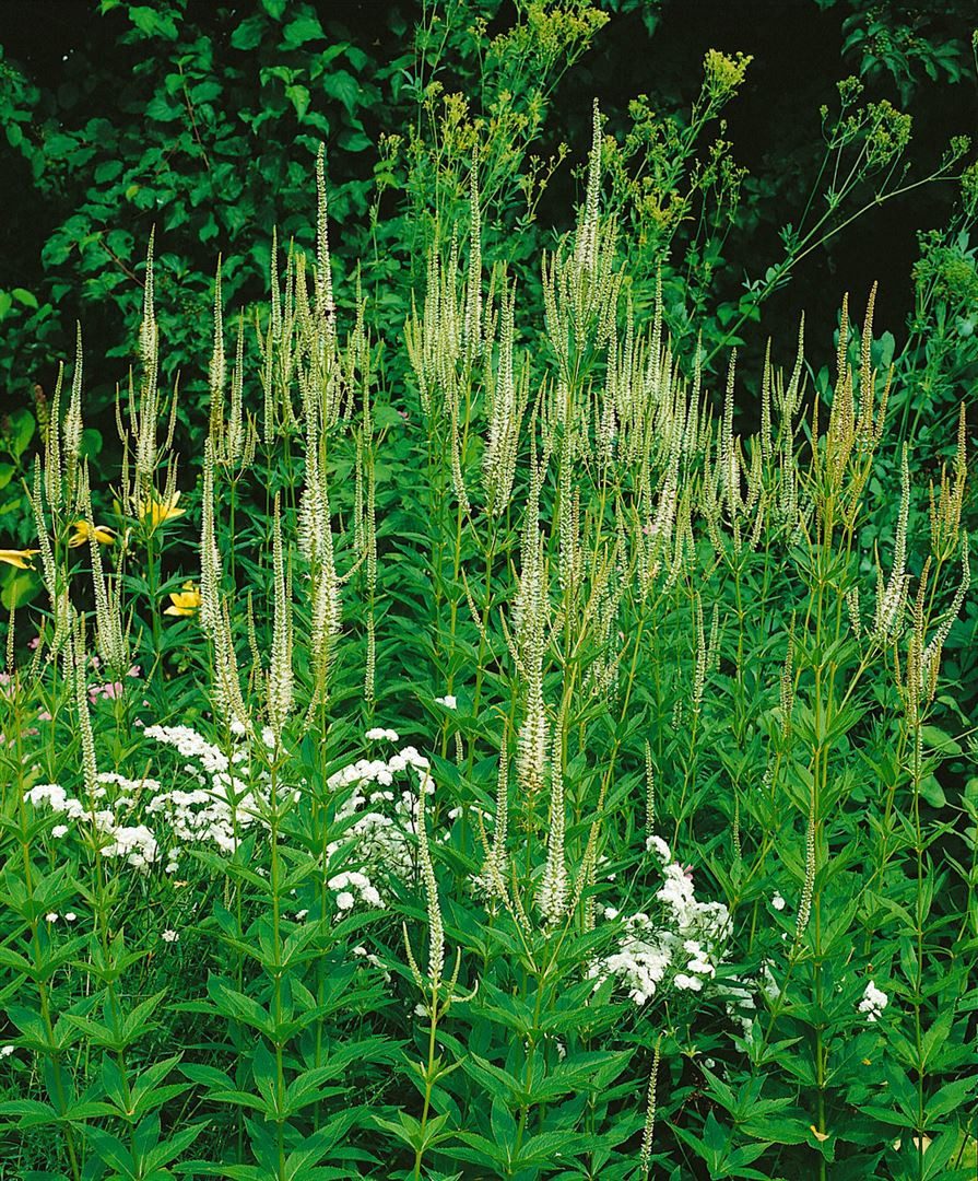 Pflanzen für Dich Staude Veronica long. Schneeriesin, 1 St., Ehrenpreis, Langblättriger Ehrenpreis