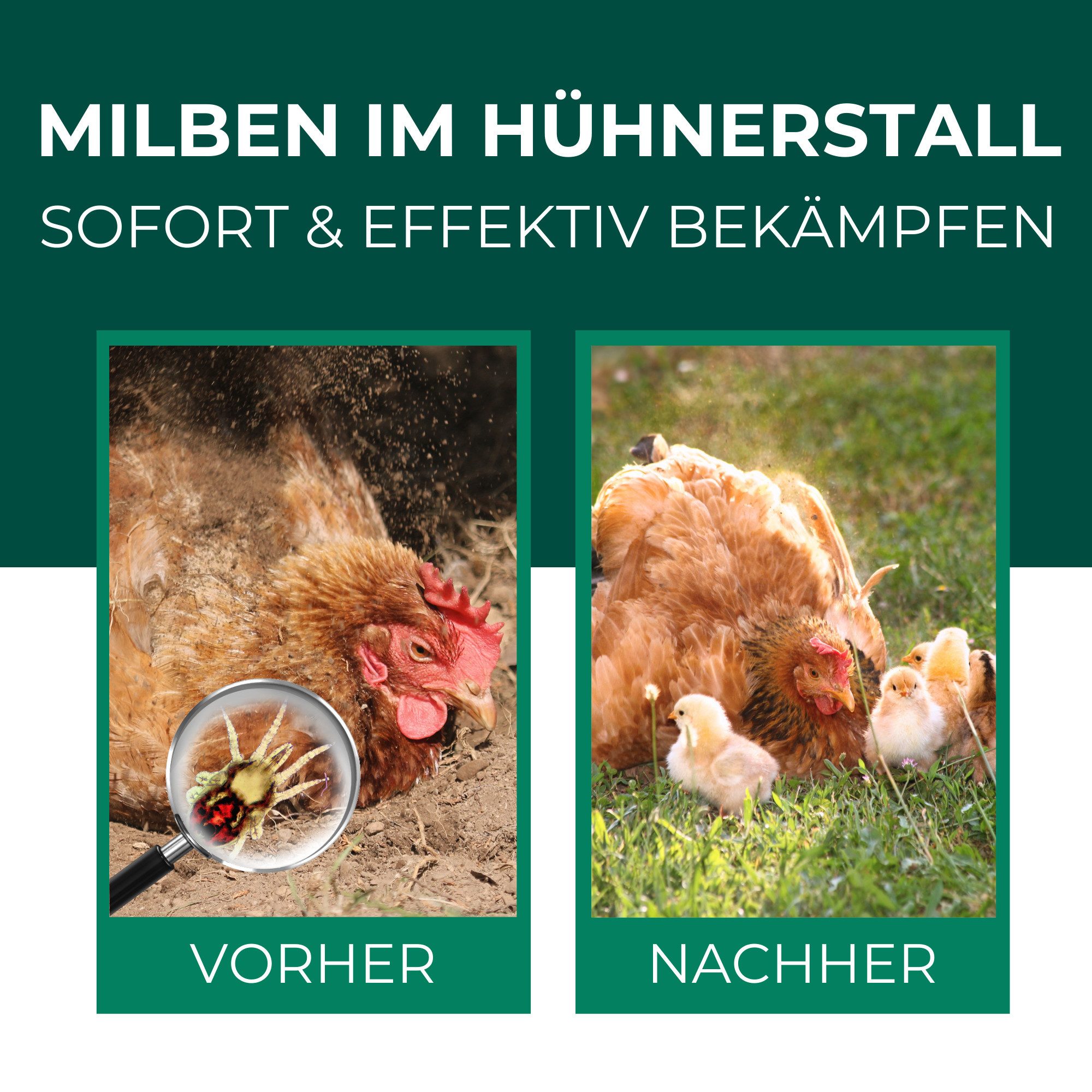 Silberkraft Insektenspray Silberkraft Milbenspray Hühner, Effektiver Schutz vor Milbenbefall, 500 ml, Anti Milben Spray, wirkt auch gegen die rote Vogelmilbe, 1-St., Schützt Hühner vor einem Milbenbefall, Langzeitschutz gegen rote Vogelmilben, Einfache Anwendung
