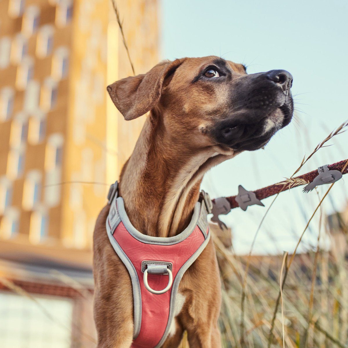 HURTTA Hunde-Geschirr Venture Geschirr No-Pull coral