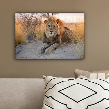 OneMillionCanvasses® Leinwandbild Löwe - Morgen - Afrika, (1 St), Wandbild Leinwandbilder, Aufhängefertig, Wanddeko, 30x20 cm