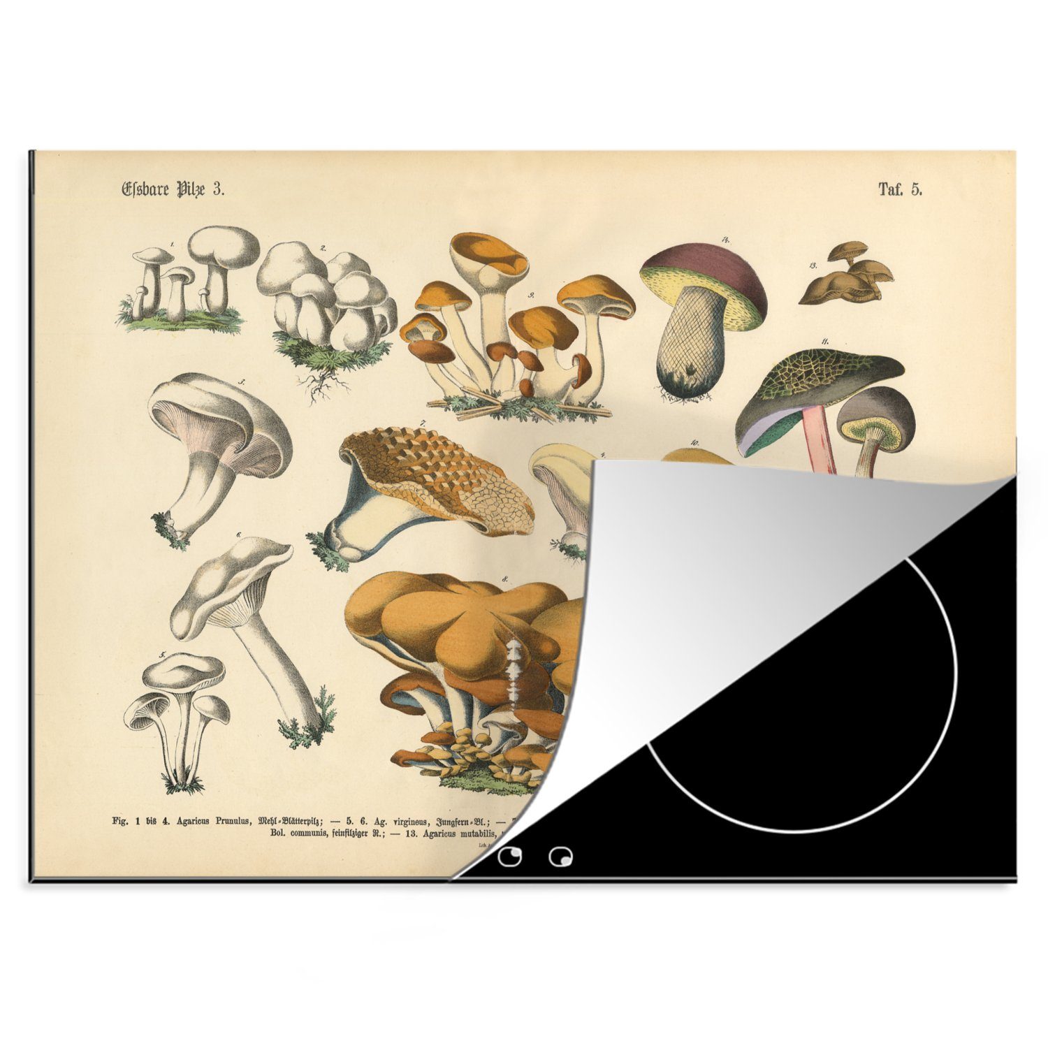 MuchoWow Herdblende-/Abdeckplatte Pilz - Pilz - Illustration, Vinyl, (1 tlg), 70x52 cm, Mobile Arbeitsfläche nutzbar, Ceranfeldabdeckung