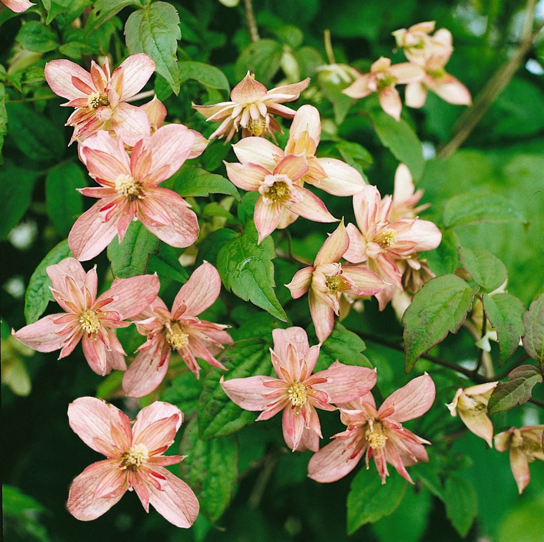 Pflanzen für Dich Kletterpflanze Clematis montana Marjorie, 1 St., Berg-Waldrebe, Anemonen-Waldrebe, aprikosenfarben, frühblühend