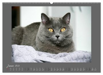 CALVENDO Wandkalender GRAUE ENGEL Britischkurzhaar-Katzen (Premium, hochwertiger DIN A2 Wandkalender 2023, Kunstdruck in Hochglanz)