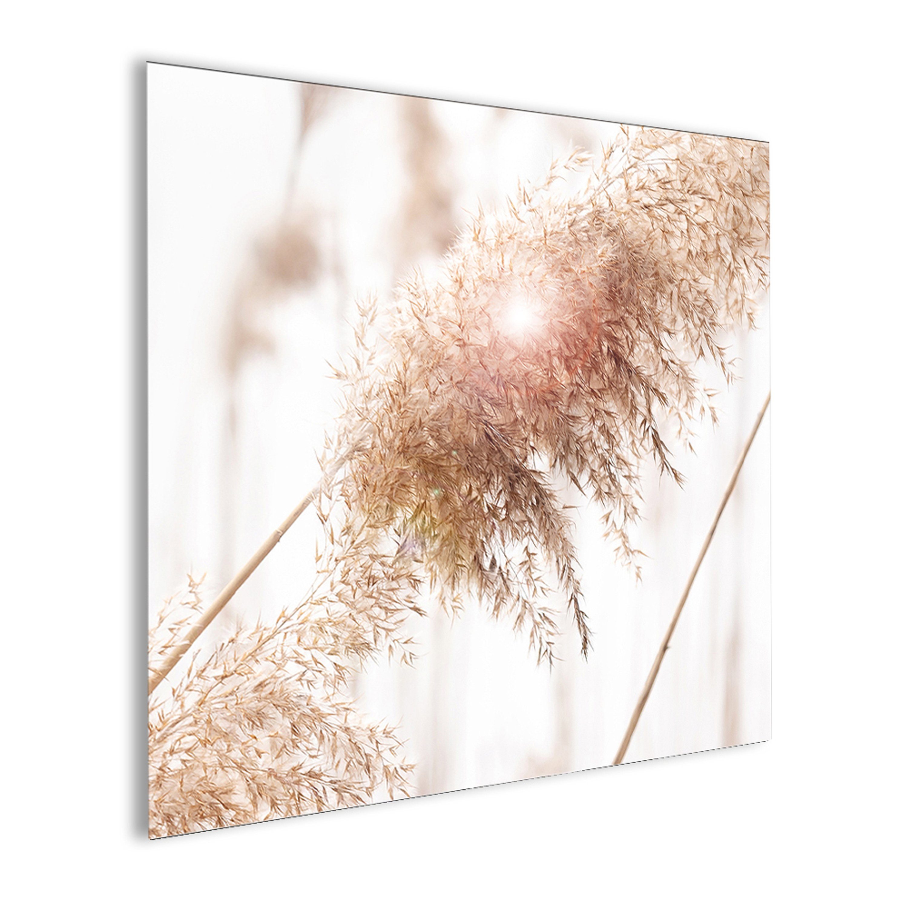 beige Gräser Bild Glasbild Natur: Gräser Natur beige Glasbild artissimo Pampasgras weiß, 30x30cm