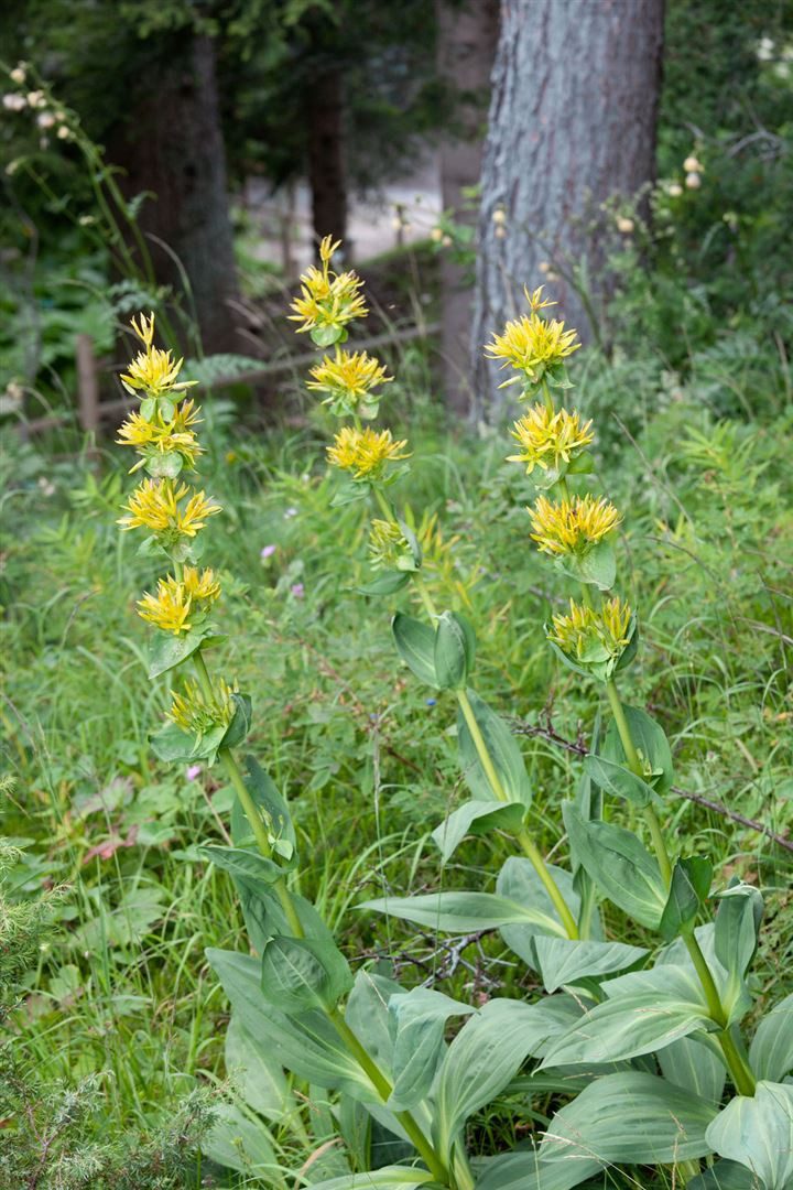 Pflanzen für Dich Staude Gentiana lutea, 1 St., Gelber Enzian, Bitterwurz