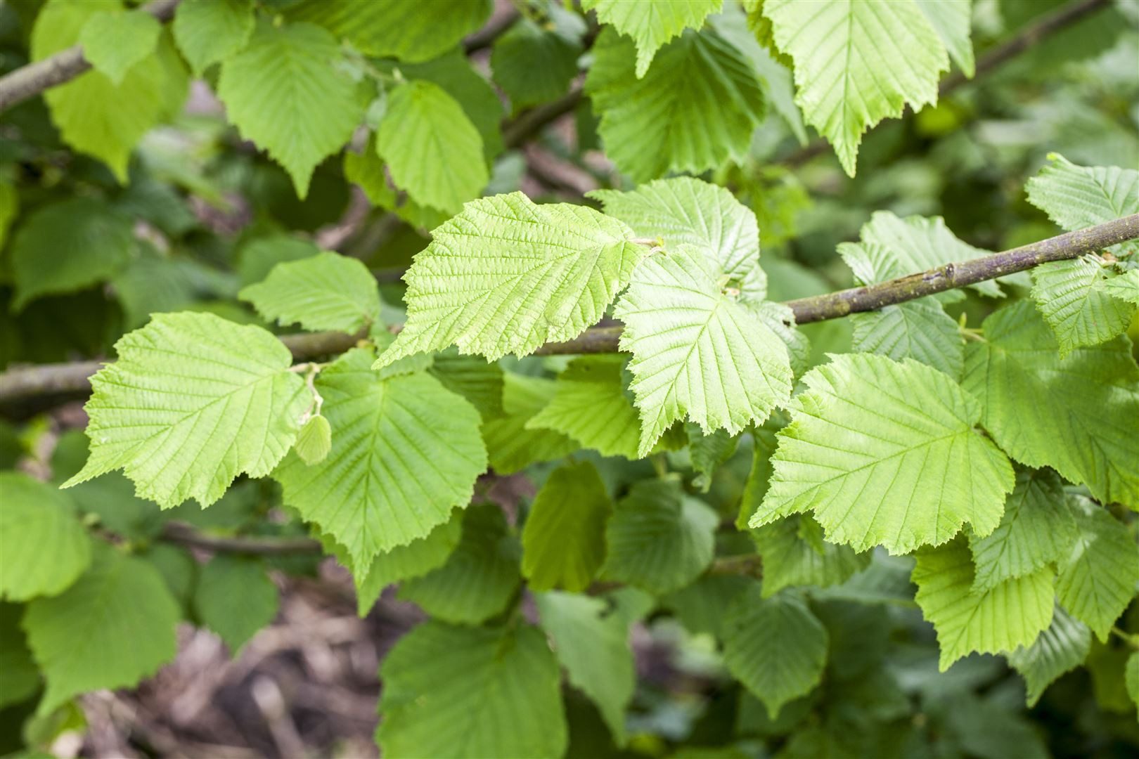 Pflanzen für Dich Gehölze Corylus avell. Nottinghams Früheste, 1 St., Haselnuss, Haselstrauch