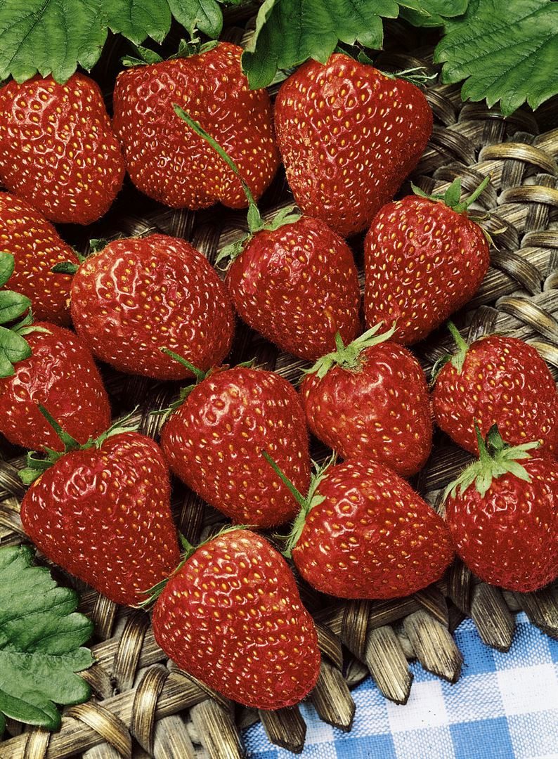 Pflanzen für Dich Obstpflanze Fragaria vesca Ostara, 1 St., Erdbeere, Walderdbeere, immertragend, aromatisch