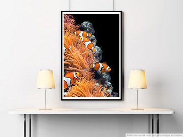 Sinus Art Poster 60x90cm Poster Tierfotografie  Korallen und Clownfische