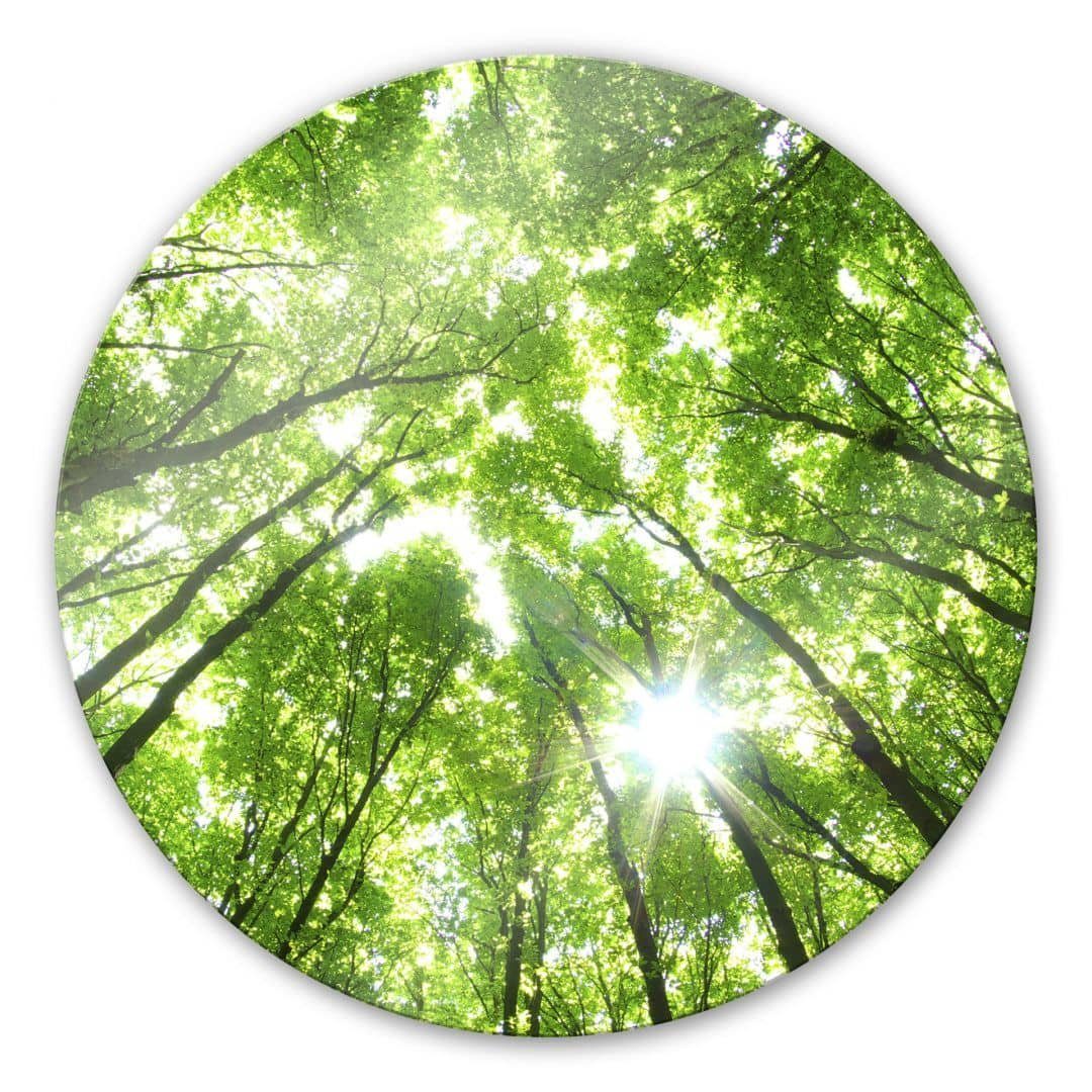 K&L Wall Art Glasbild Glas Wandbild Rund Glasbild Baumkronen im Märchen Wald, Wandschutz Deko Bilder