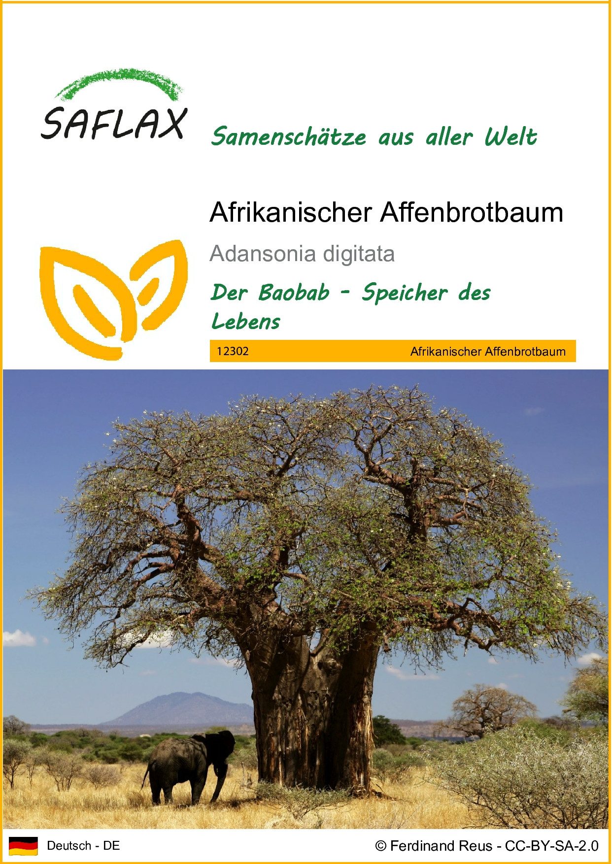 SAFLAX Blumensamen Afrikanischer Affenbrotbaum - Adansonia günstig online kaufen