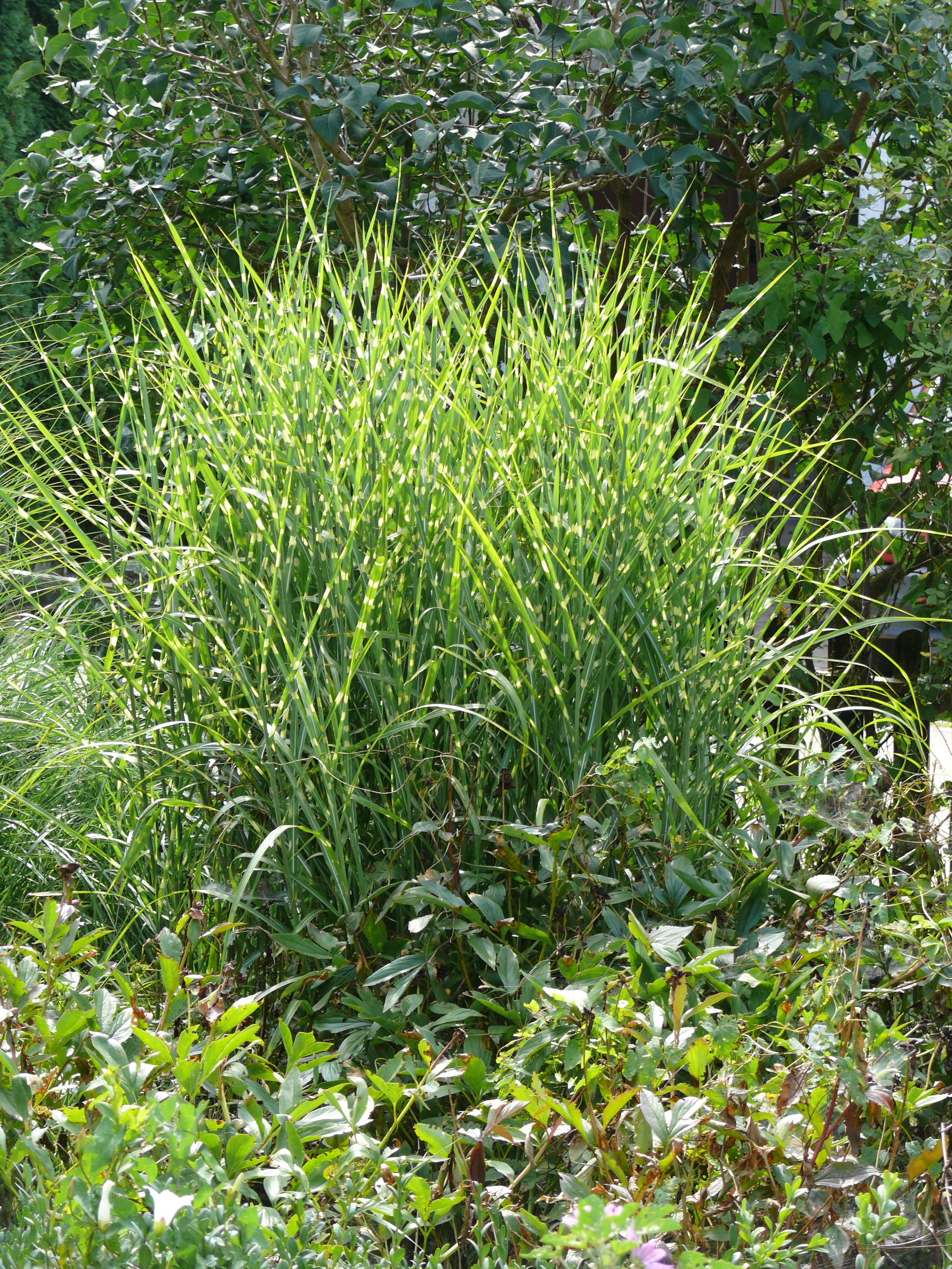 Baumschule Gold Gräser Zebrachinaschilf - Miscanthus sinensis Zebrinus - Zebragras