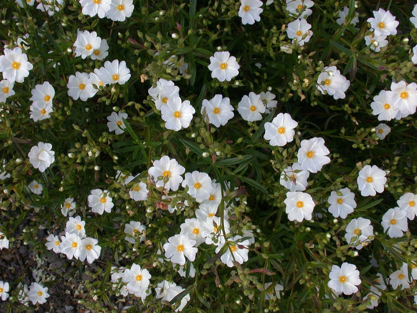 Pflanzen für Dich Staude Helianthemum cult. Eisbär, 1 St., Sonnenröschen, Zistrose