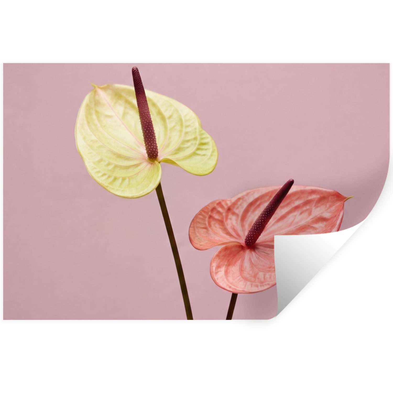 MuchoWow Wandsticker Blumen - Anthurien - Gelb - Rosa (1 St), Wandtattoo, Selbstklebend, Wohnzimmer, 30x20 cm