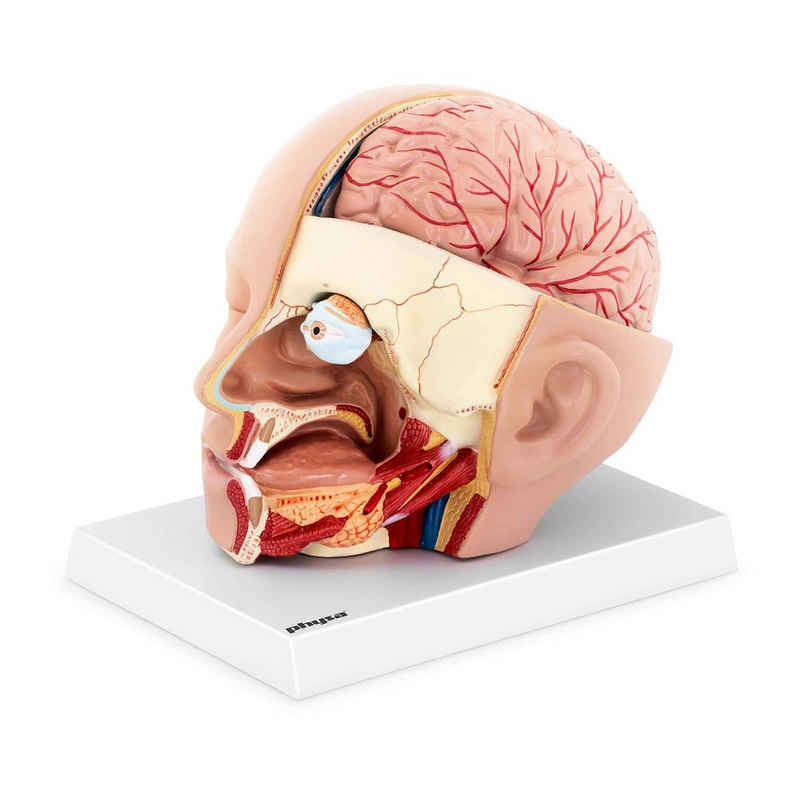 Physa Skulptur Anatomie Schädel 1:1 Kopfmodell auf Stativ Medianschnitt Halbes