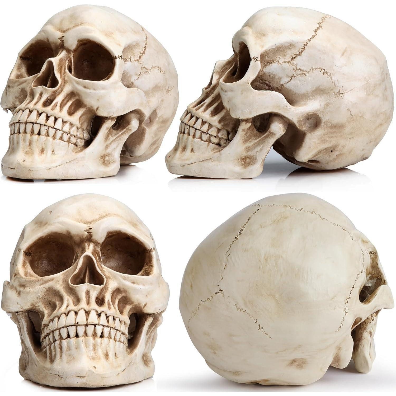 LuxusKollektion Skulptur Totenkopf Schädel Modell Kunstharz Klassisch