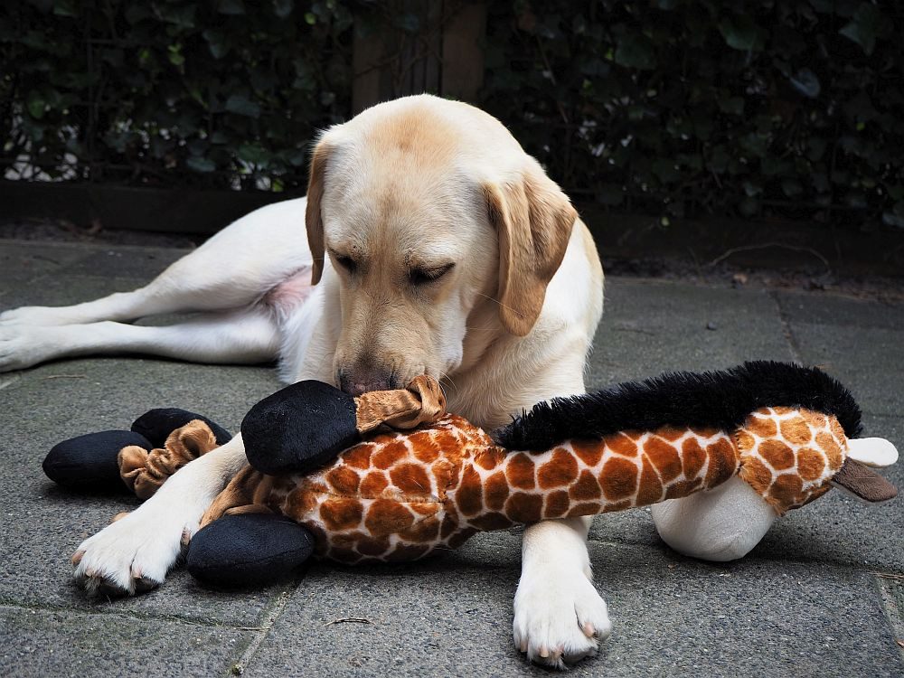 Nobby Tierkuscheltier Plüsch Giraffe