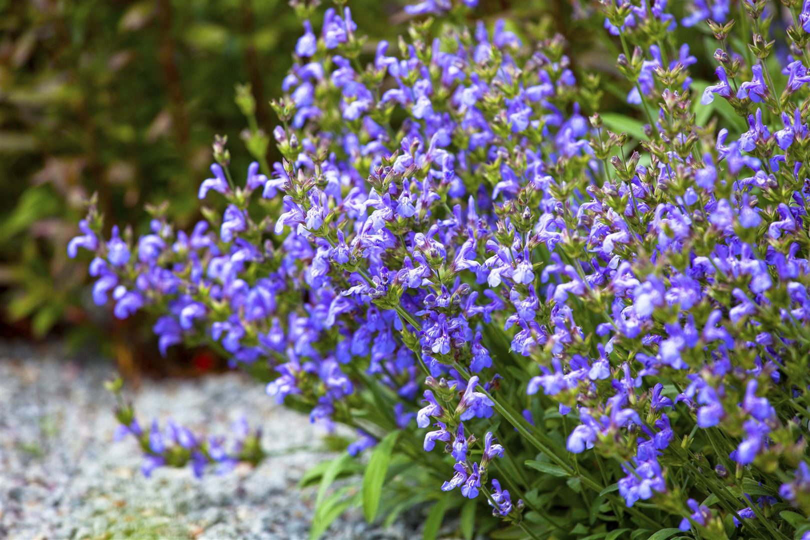 Pflanzen für Dich Staude Salvia lavandulifolia, 1 St., Spanischer Salbei, Lavendelblättriger Salbei