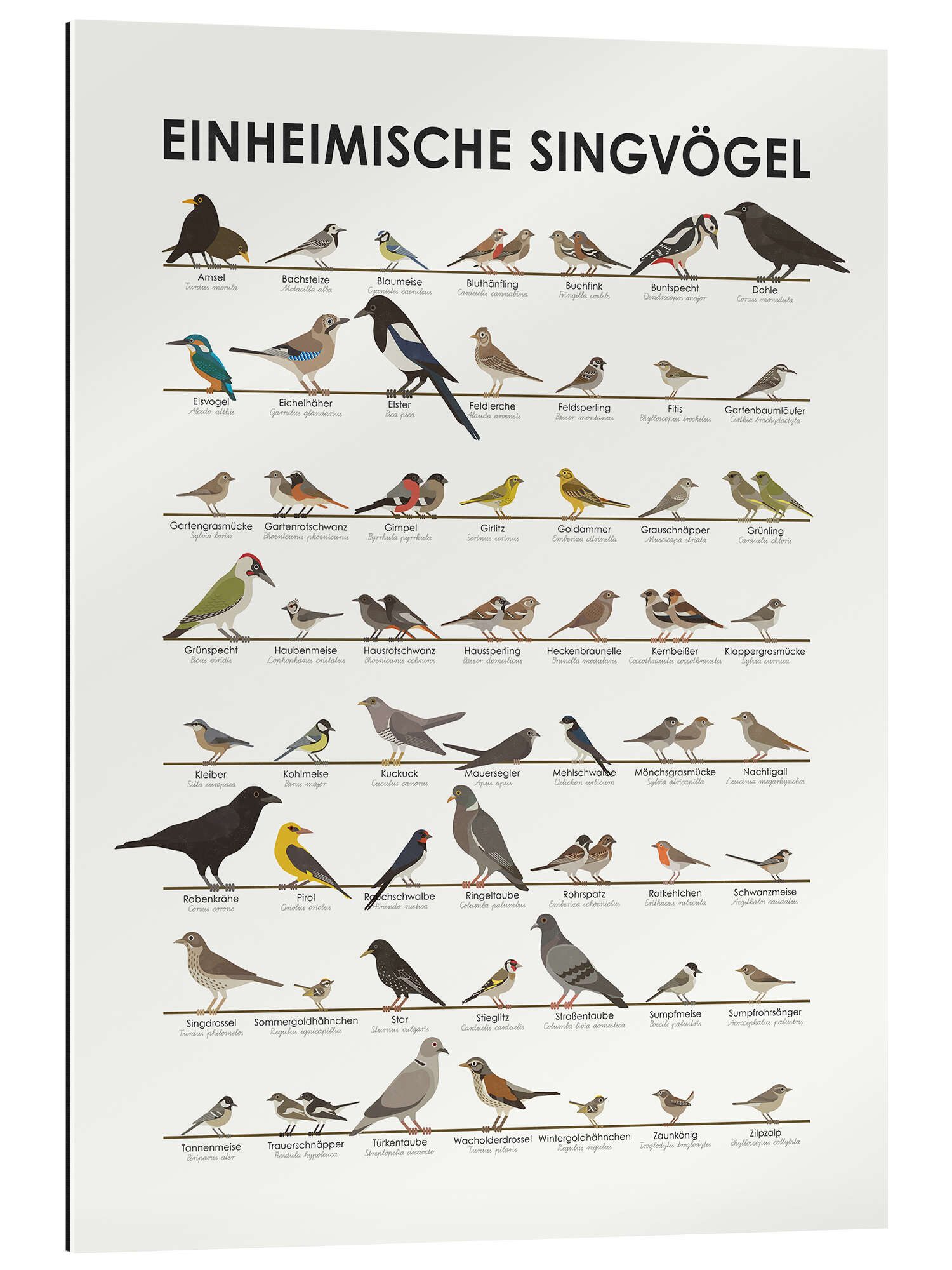 Posterlounge Poster Iris Luckhaus, Einheimische Singvögel, günstig online kaufen