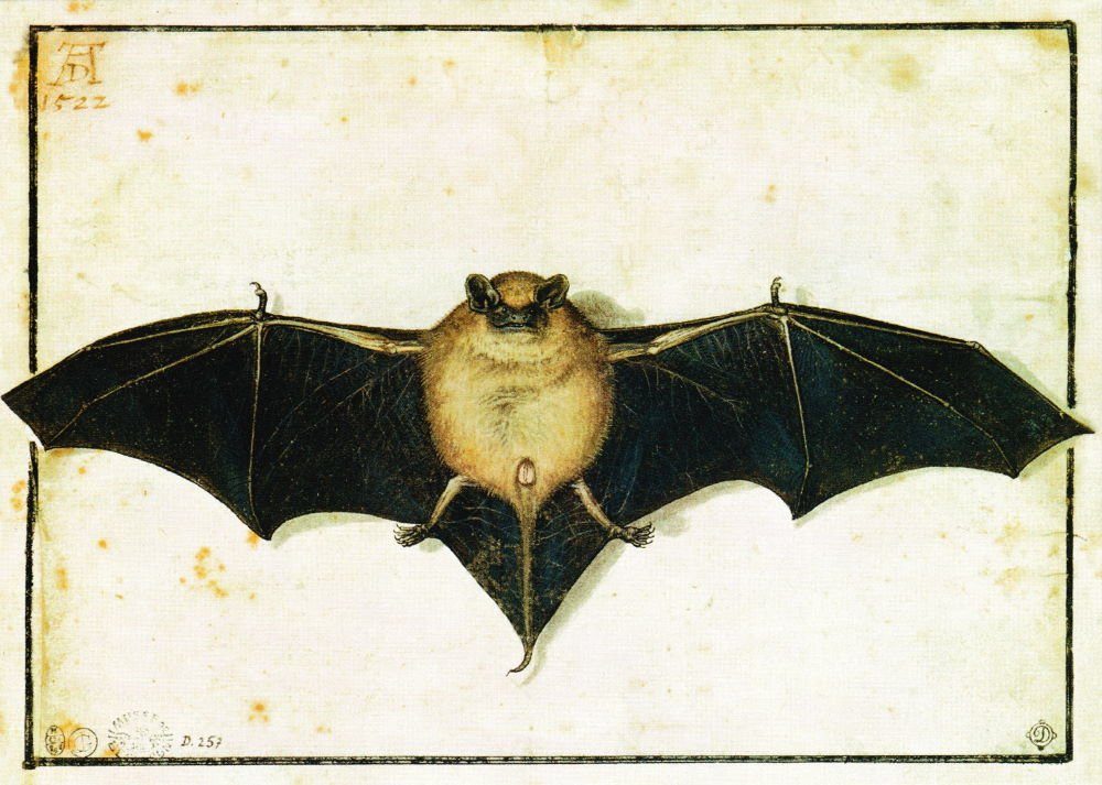 Postkarte Kunstkarte Albrecht Dürer "Fledermaus"