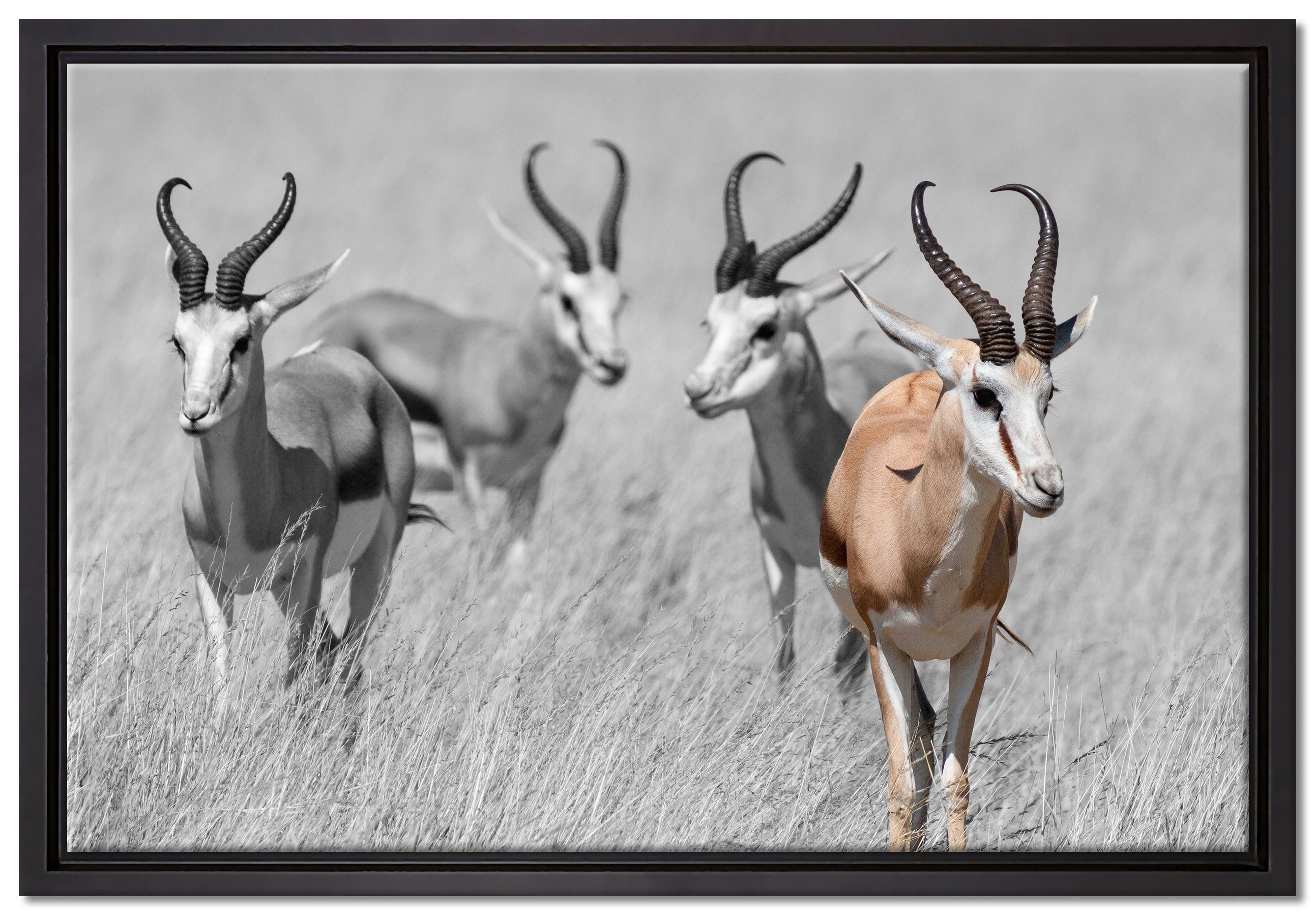 Pixxprint Leinwandbild Tiere in Savanne Rehe Afrika, Wanddekoration (1 St), Leinwandbild fertig bespannt, in einem Schattenfugen-Bilderrahmen gefasst, inkl. Zackenaufhänger