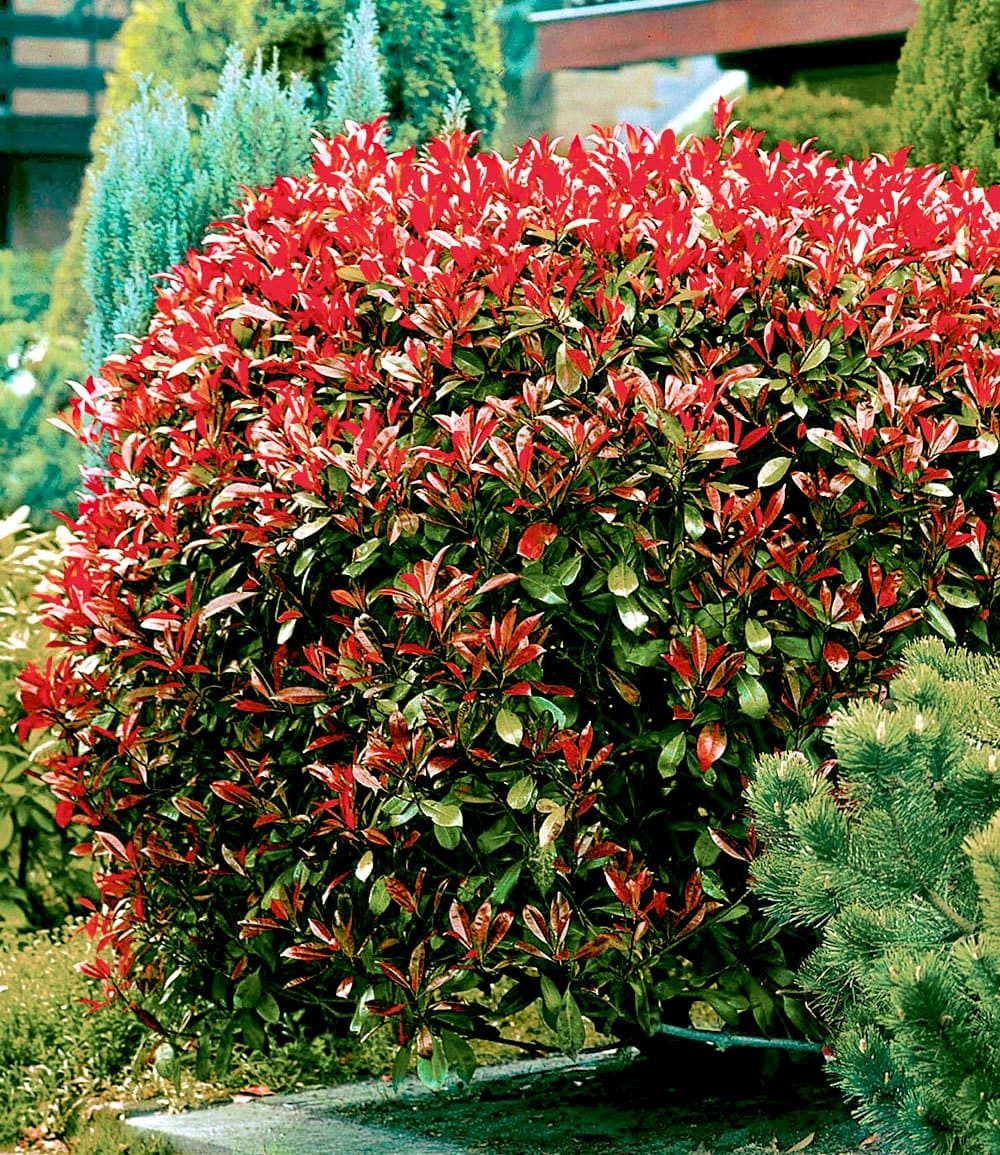 BALDUR Garten Hecken Photinia-Hecke 'Red Robin', 1 St., Glanzblattmispel, immergrün, winterhart, mehrjährig