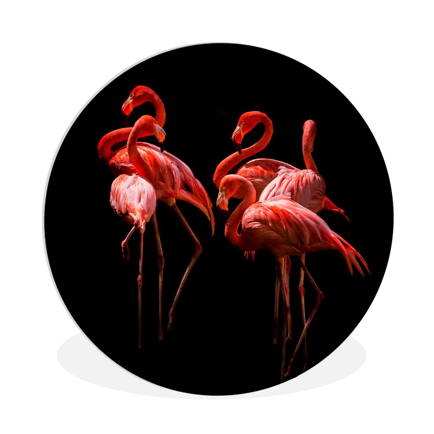 MuchoWow Gemälde Amerikanische Flamingos in Schlafposition auf schwarzem Hintergrund, (1 St), Kreis Wanddekoration Forex, Rundes Wandbild, Wohnzimmer, 30x30 cm