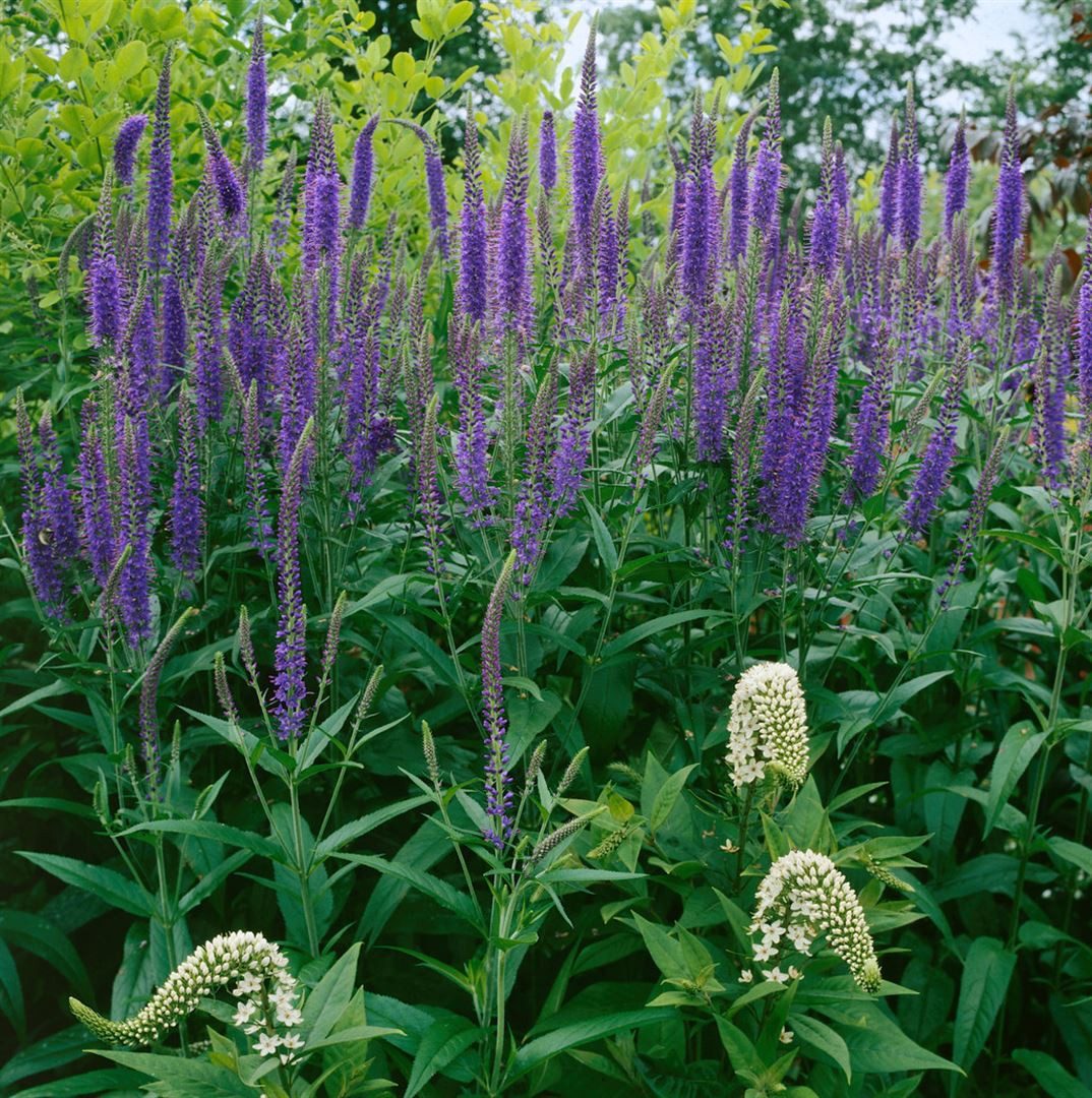 Pflanzen für Dich Staude Veronica long. blau, 1 St., Langblättriger Ehrenpreis, Ehrenpreis