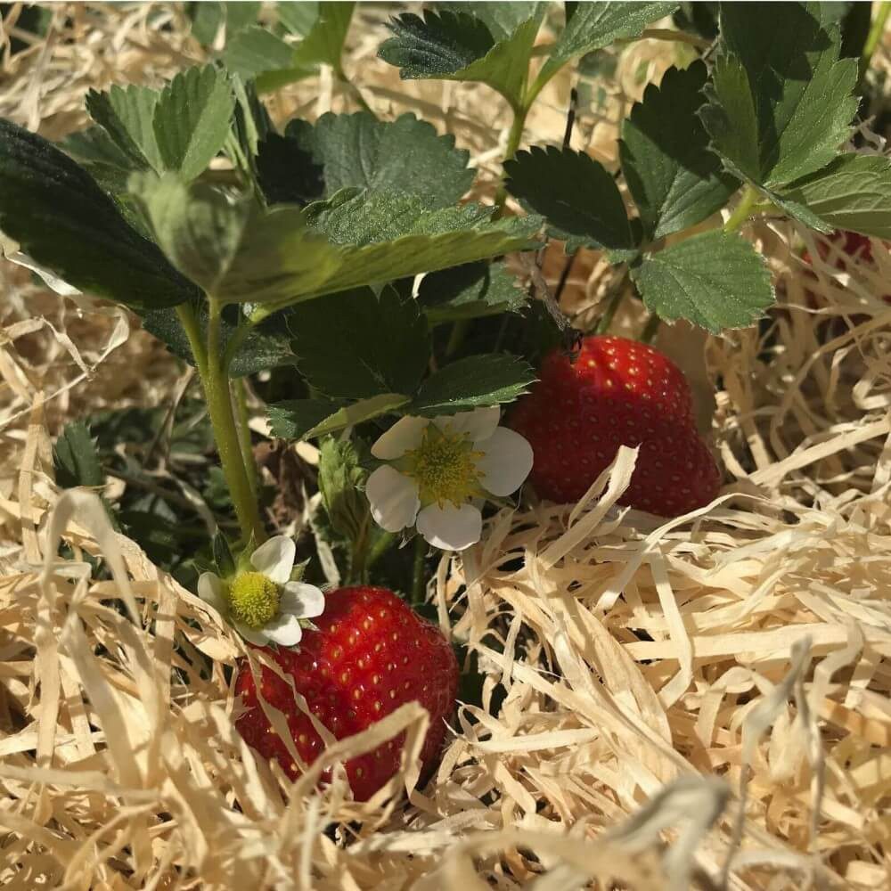Boxolutions Gemüsedünger Holzwolle für Erdbeeren 2 Kg - Erdbeer Holzwolle Natur unbehandelt