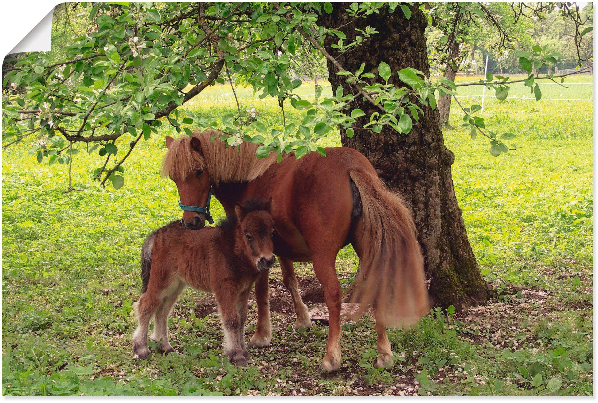 Artland Wandbild Pony - Mutterglück, Haustiere (1 St), als Alubild, Leinwandbild, Wandaufkleber oder Poster in versch. Größen