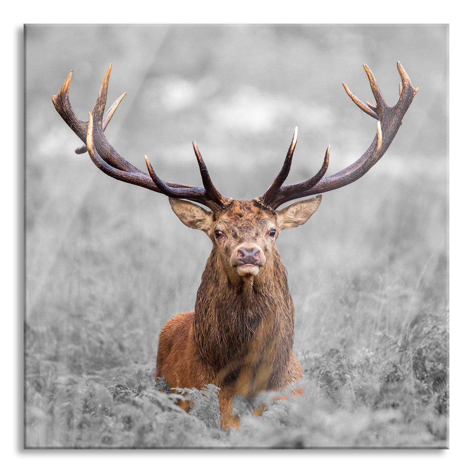 Pixxprint Glasbild Großer Hirsch im Feld, Großer Hirsch im Feld (1 St), Glasbild aus Echtglas, inkl. Aufhängungen und Abstandshalter