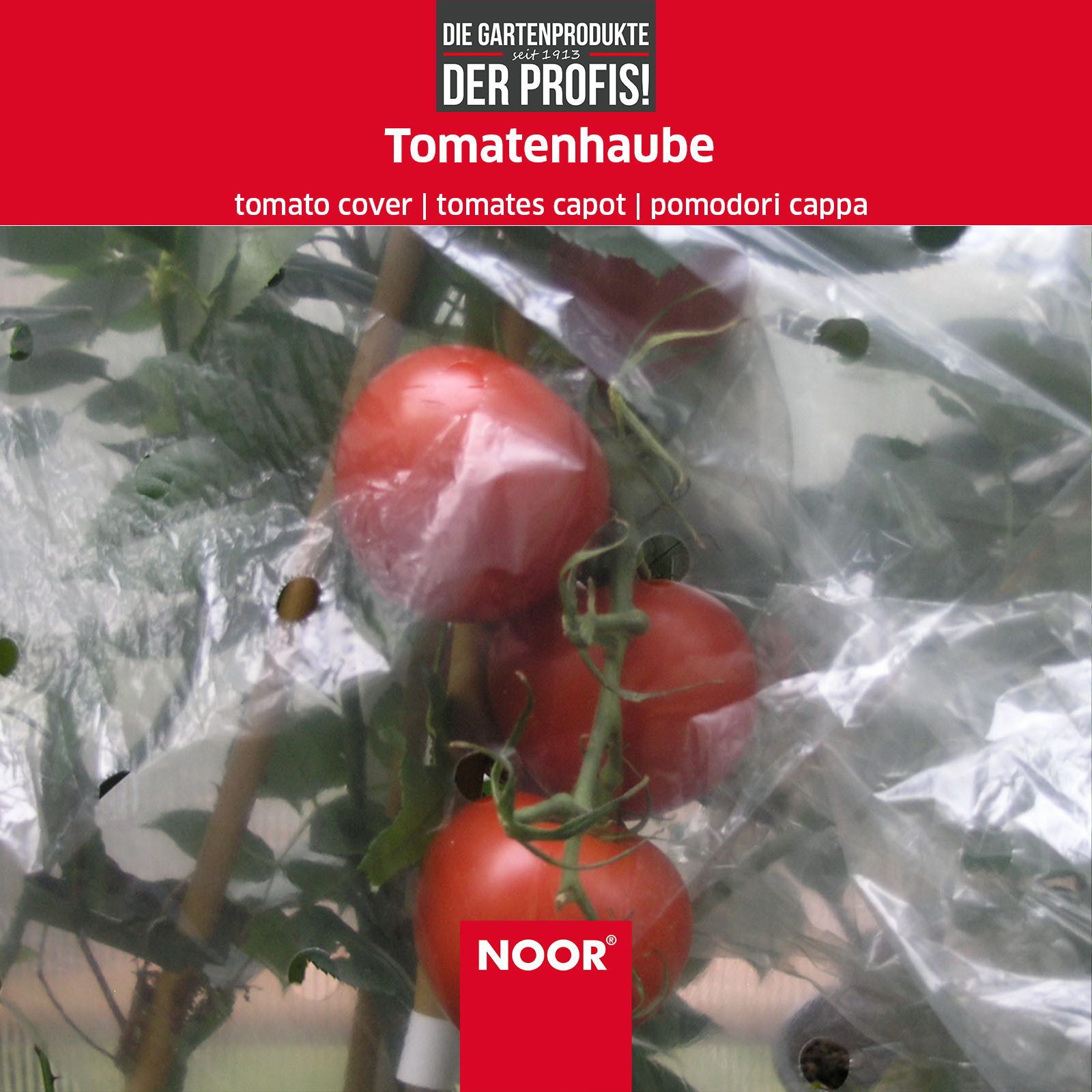 NOOR Frühbeet Tomatenhaube - Abdeckfolie für Ihre Tomatenpflanzen - 65 cm x 10 m, ideales Mikroklima für verbessertes Wachstum