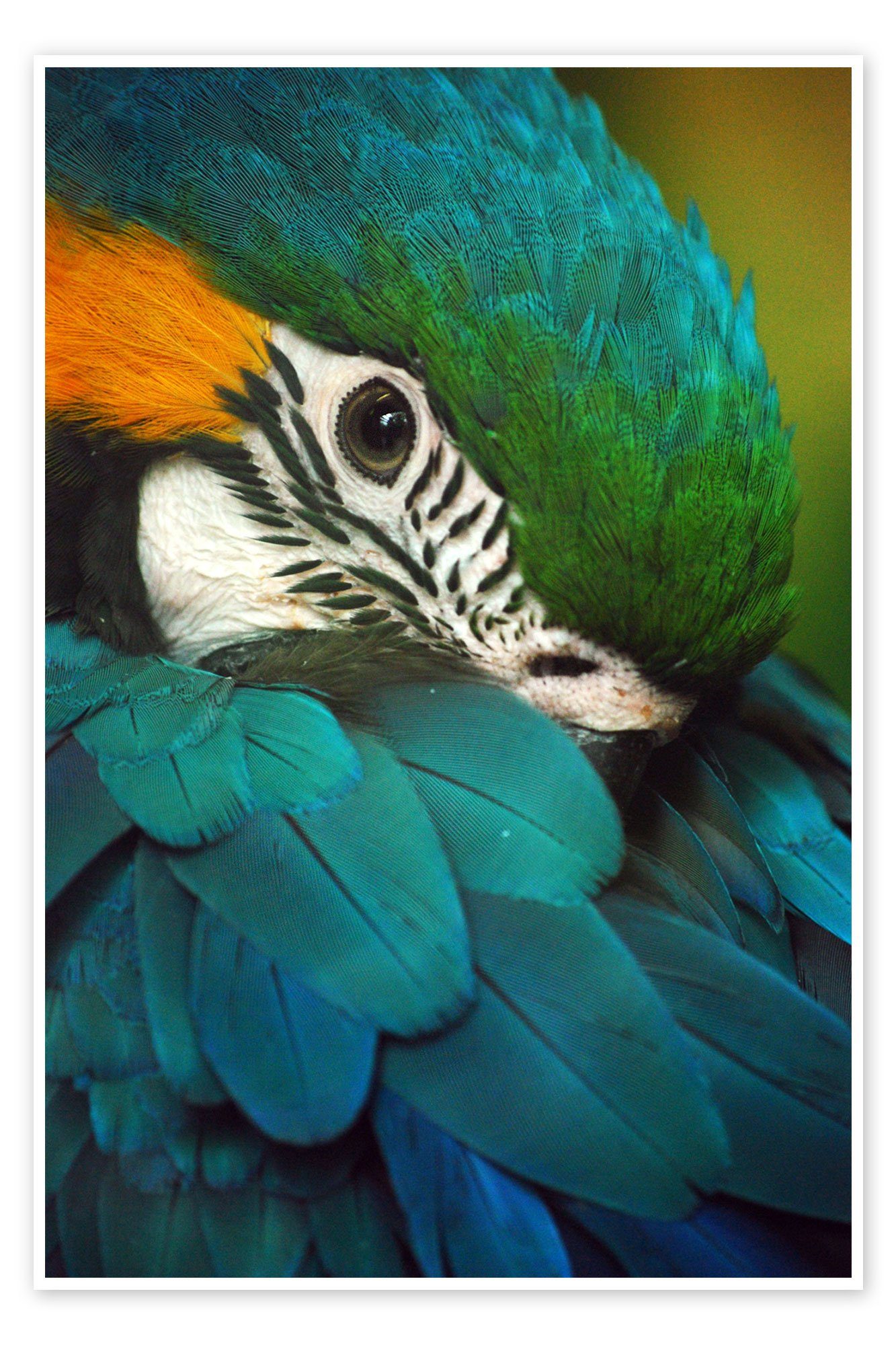 Poster Editors Choice