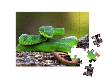 puzzleYOU Puzzle Naufnahme: grüne Schlange auf Ast, 48 Puzzleteile, puzzleYOU-Kollektionen Schlangen, Tiere in Dschungel & Regenwald