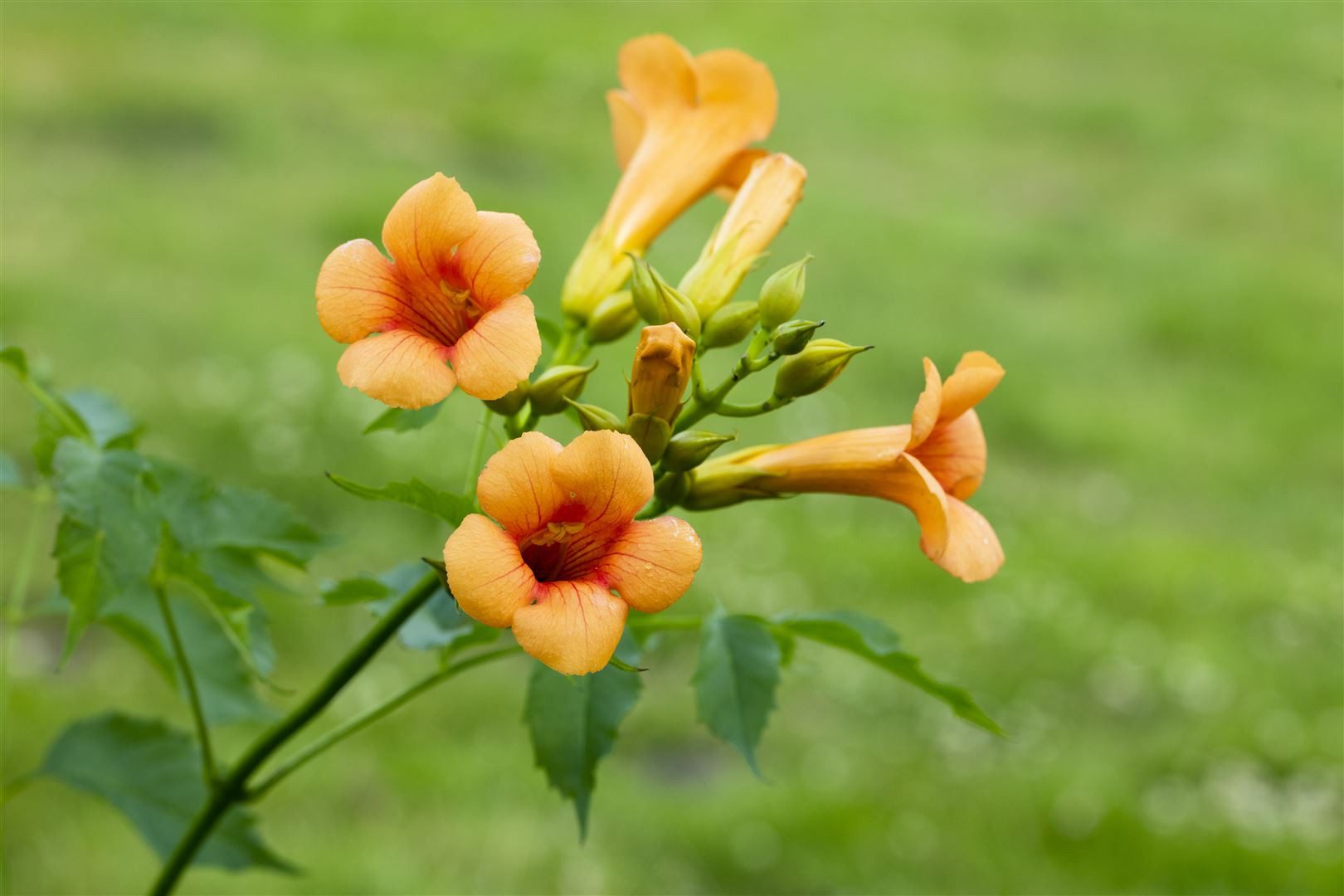 Pflanzen für Dich Kletterpflanze Campsis tagl. Madame Galen, 1 St., Trompetenblume, Klettertrompete, orangeblühend, kletterpflanze