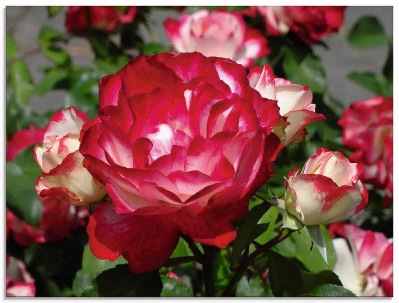 Artland Glasbild Rot weiße Rosenblüte, Blumen (1 St), in verschiedenen Größen