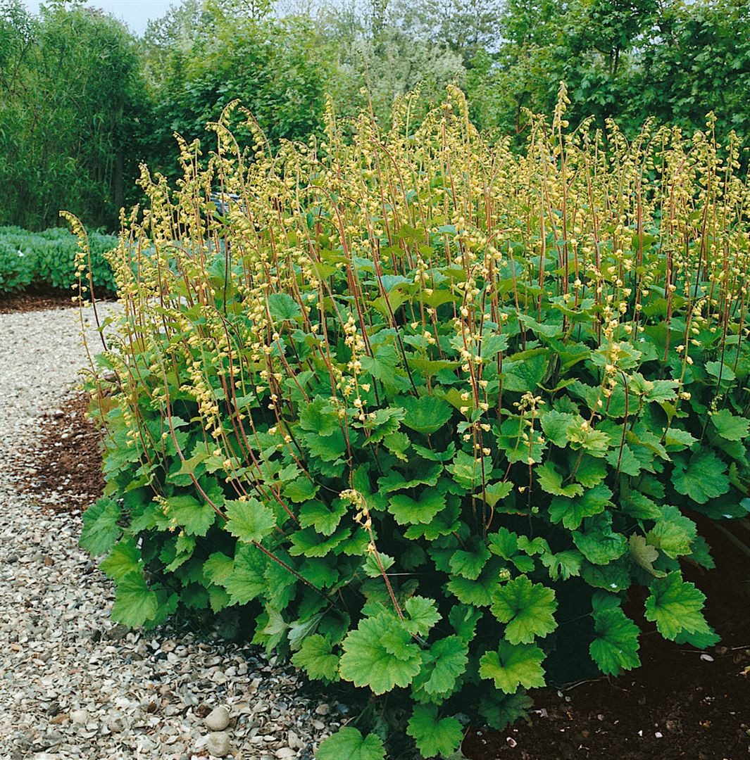 Pflanzen für Dich Staude Tellima grandiflora, 1 St., Falsche Alraunwurzel, Fransenbecher, Großblütige Tellime