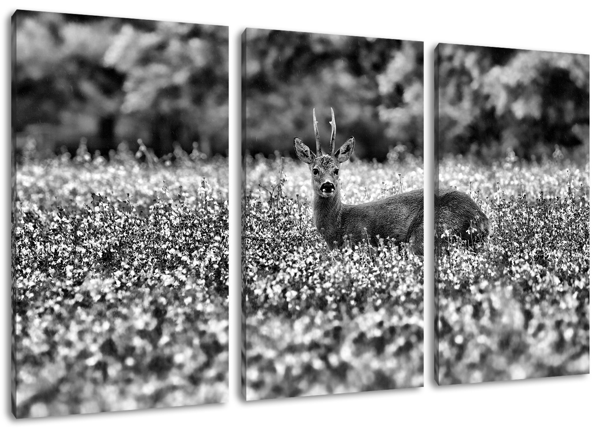 Pixxprint Leinwandbild junger Hirsch auf Wildwiese, junger Hirsch auf Wildwiese 3Teiler (120x80cm) (1 St), Leinwandbild fertig bespannt, inkl. Zackenaufhänger