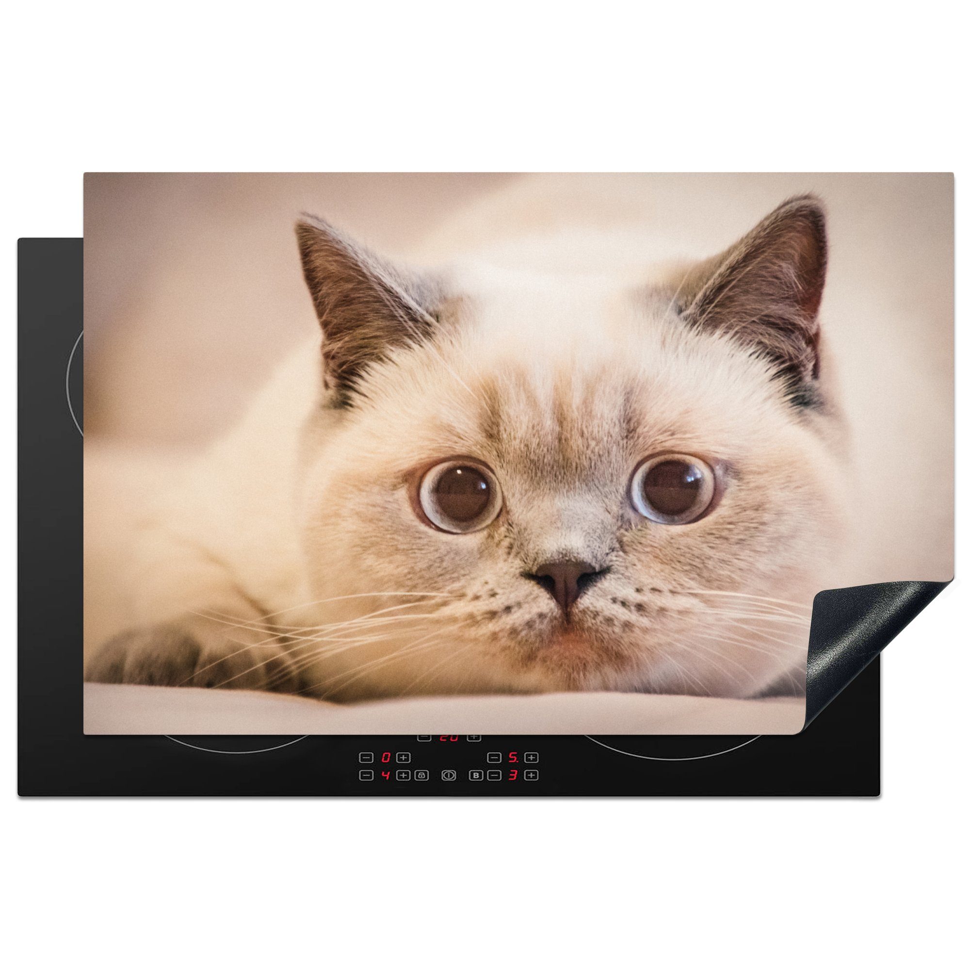 MuchoWow Herdblende-/Abdeckplatte Katze - Weiß - Großaufnahme, Vinyl, (1 tlg), 81x52 cm, Induktionskochfeld Schutz für die küche, Ceranfeldabdeckung