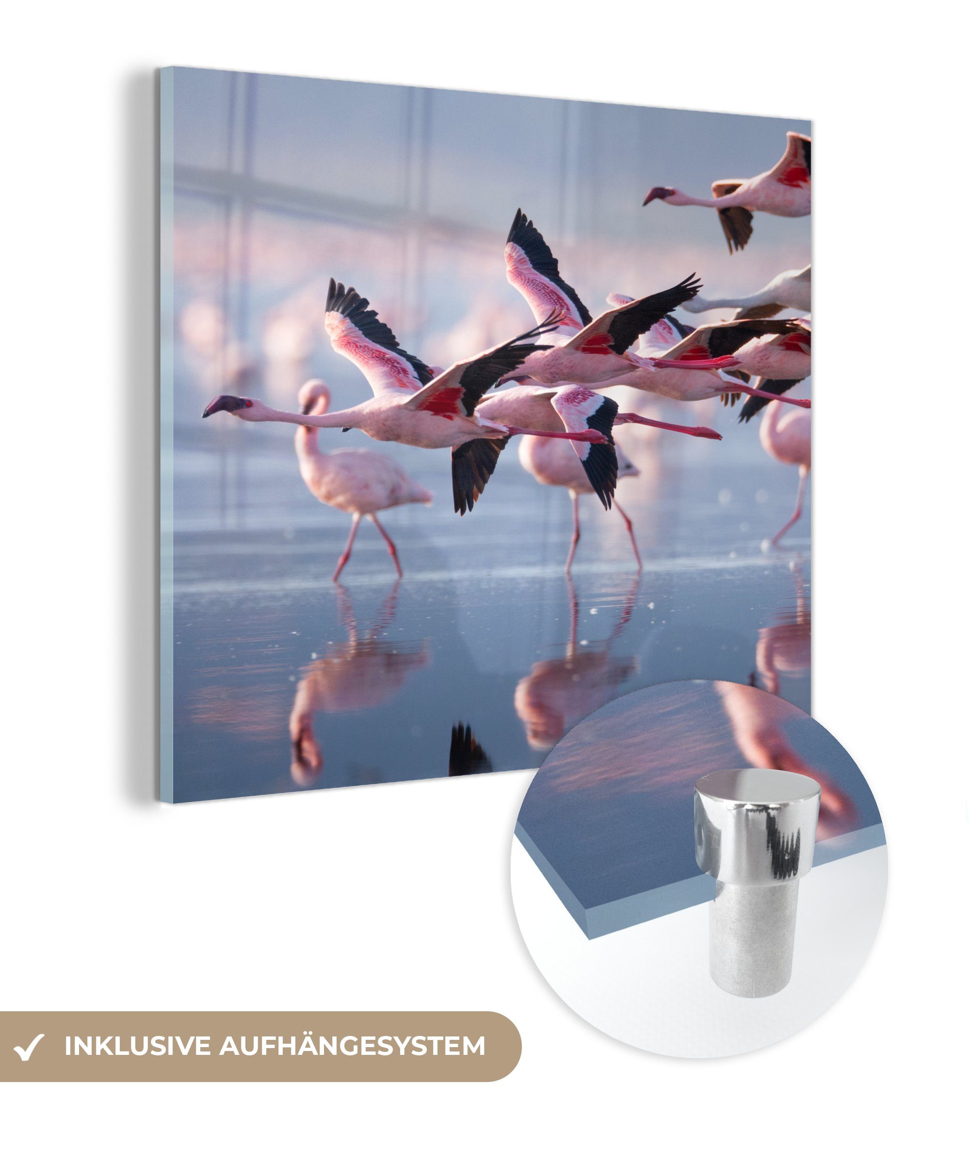 MuchoWow Acrylglasbild Flamingo - Vogel - Wasser - Rosa, Inkl. Aufhängung, Bilder auf Glas Wandbild, Wanddeko Wohnzimmer Badezimmer, 20x20 cm