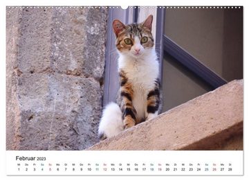 CALVENDO Wandkalender Geliebte Stubentiger - Katzen im Alltag (Premium, hochwertiger DIN A2 Wandkalender 2023, Kunstdruck in Hochglanz)
