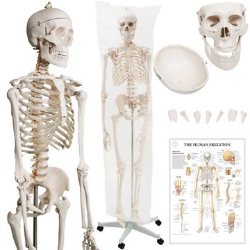 Jago Dekoobjekt Menschliches Anatomie Skelett 181.5 cm- Lebensgroß Anatomisches Modell (1 St)