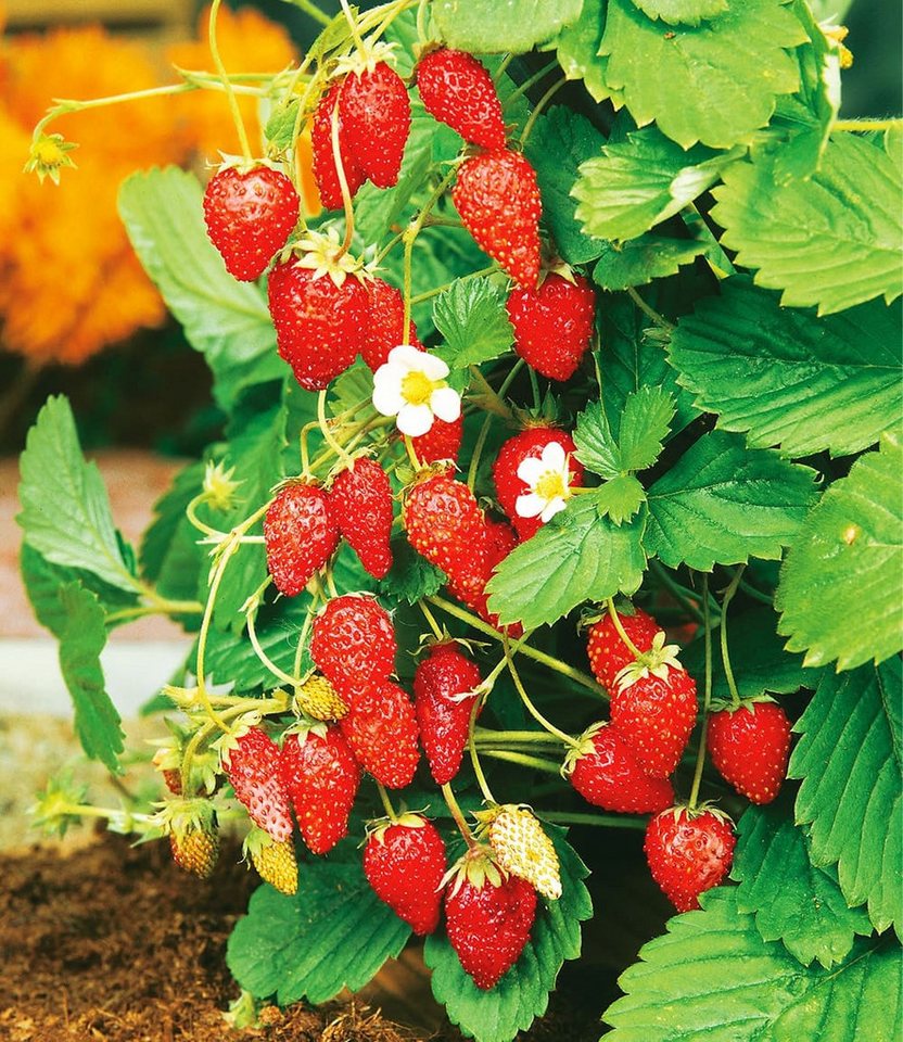 BALDUR Garten Obstpflanze Monatserdbeere, 1 St., Frucht-früchte,winterhart, mehrjährig, pflegeleicht