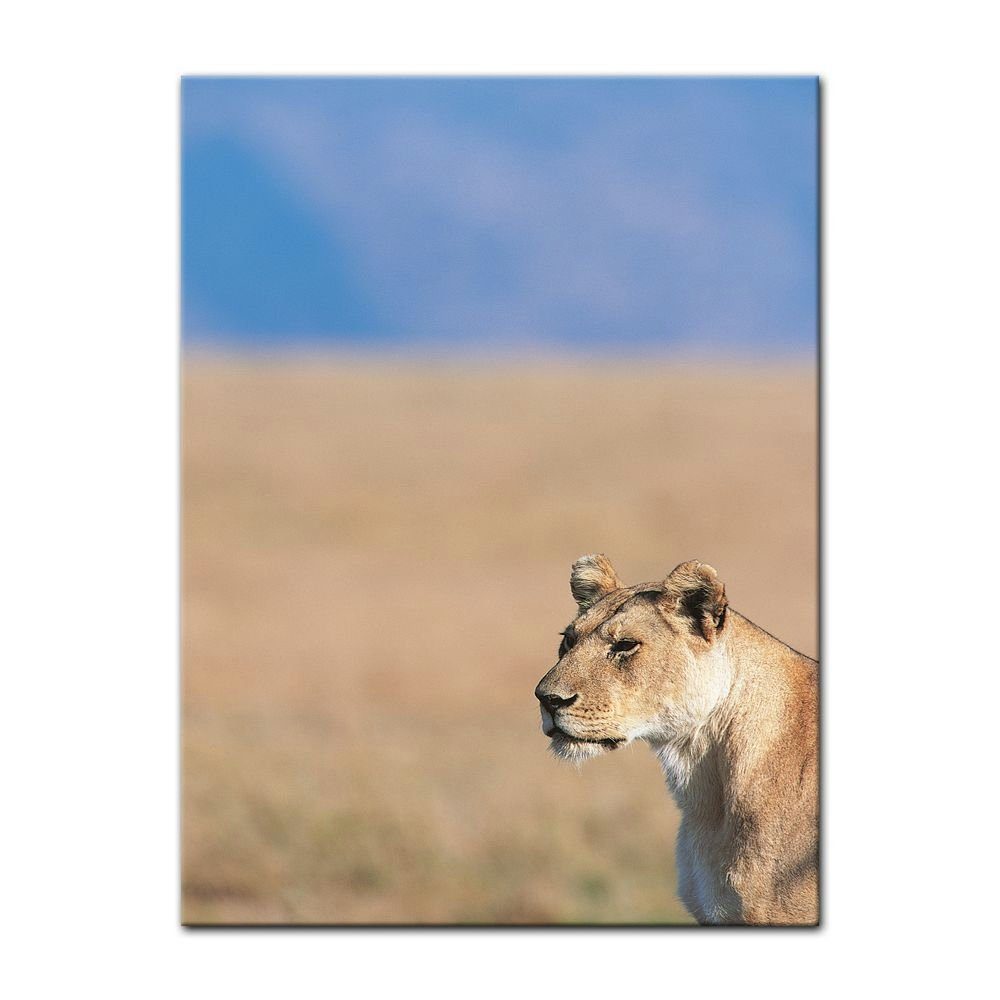 Bilderdepot24 Leinwandbild Löwin, Tiere
