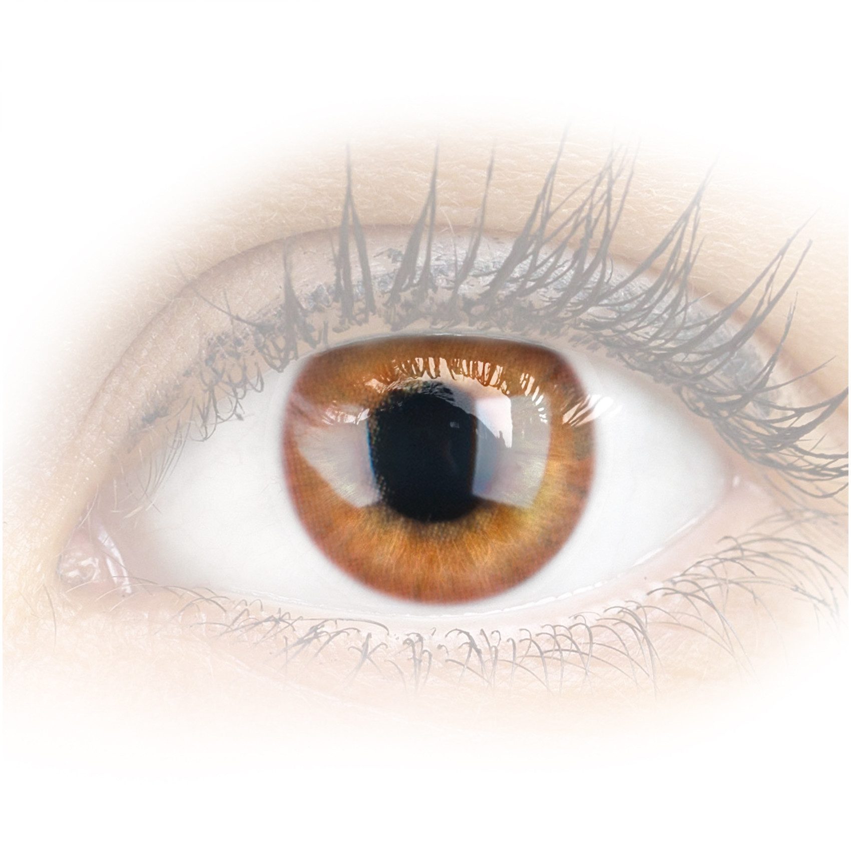 GLAMLENS Monatslinsen Stark deckende & natürliche braune Linsen Rose Brown mit/ohne Stärke