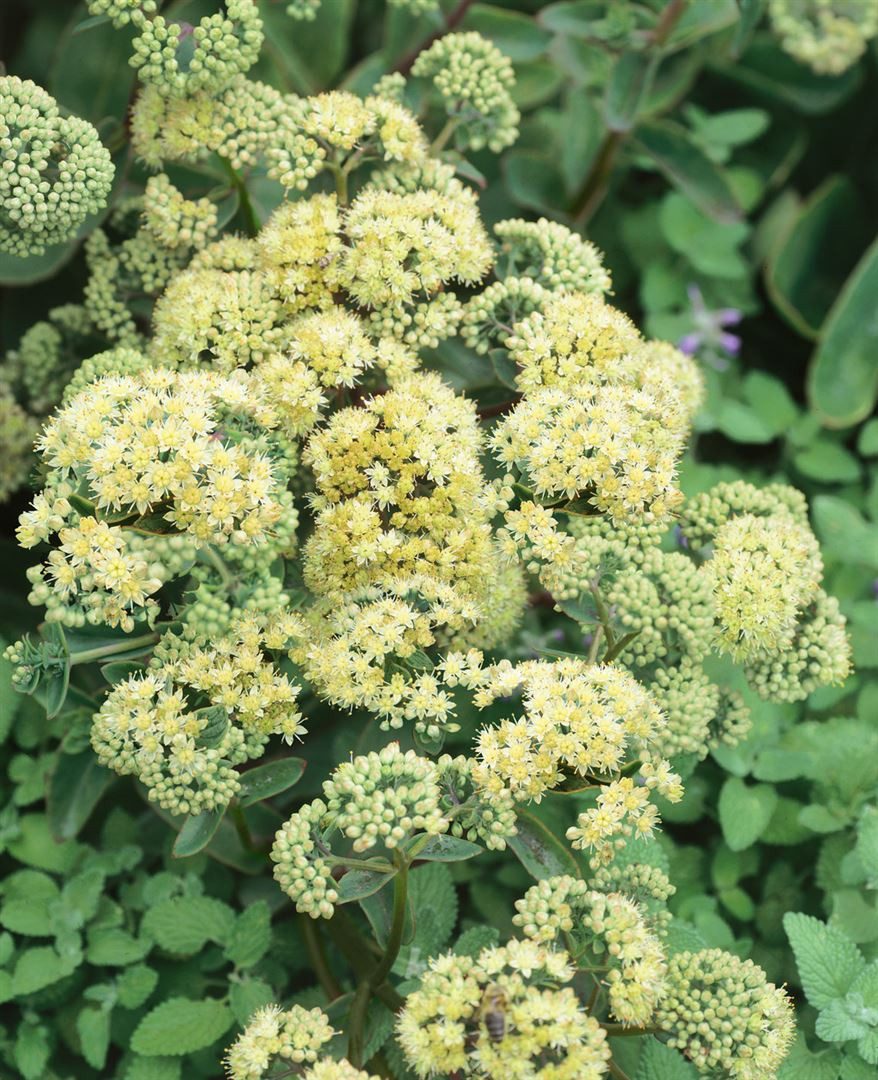 Pflanzen für Dich Staude Sedum spectabile Sunkissed, 1 St., Prächtige Fetthenne, Herbstfreude